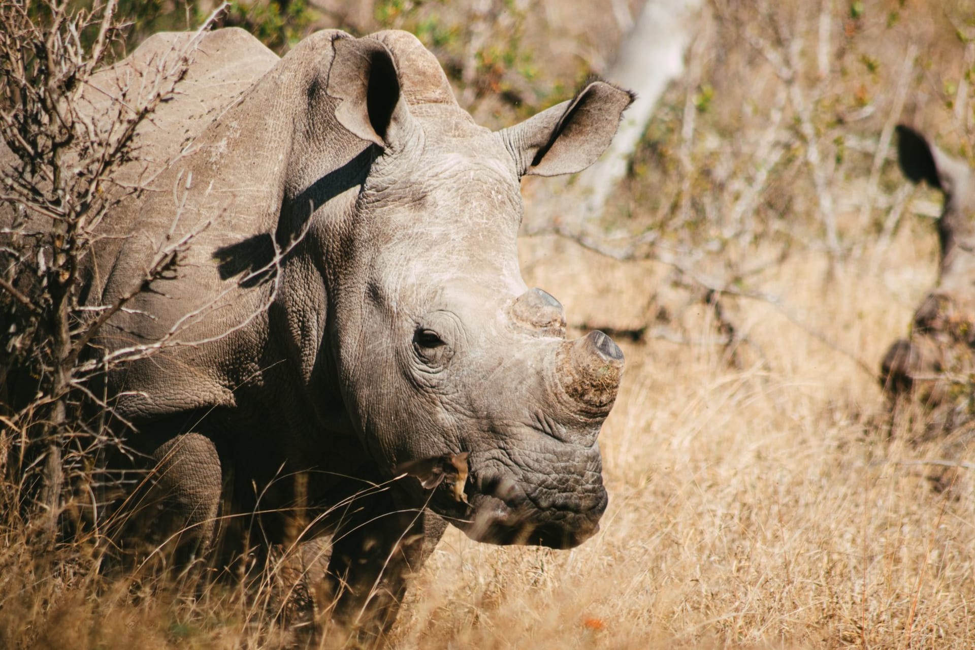 A white rhino grazing at dusk in the dry Lowveld scrubland of Hlane Royal National Park