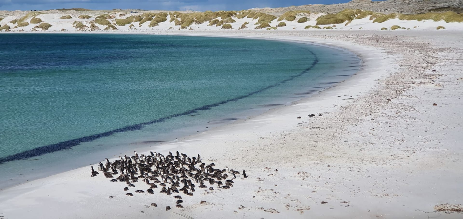 A large penguin colony gathered on a pristine sandy beach beside turquoise waters in the Falkland Islands