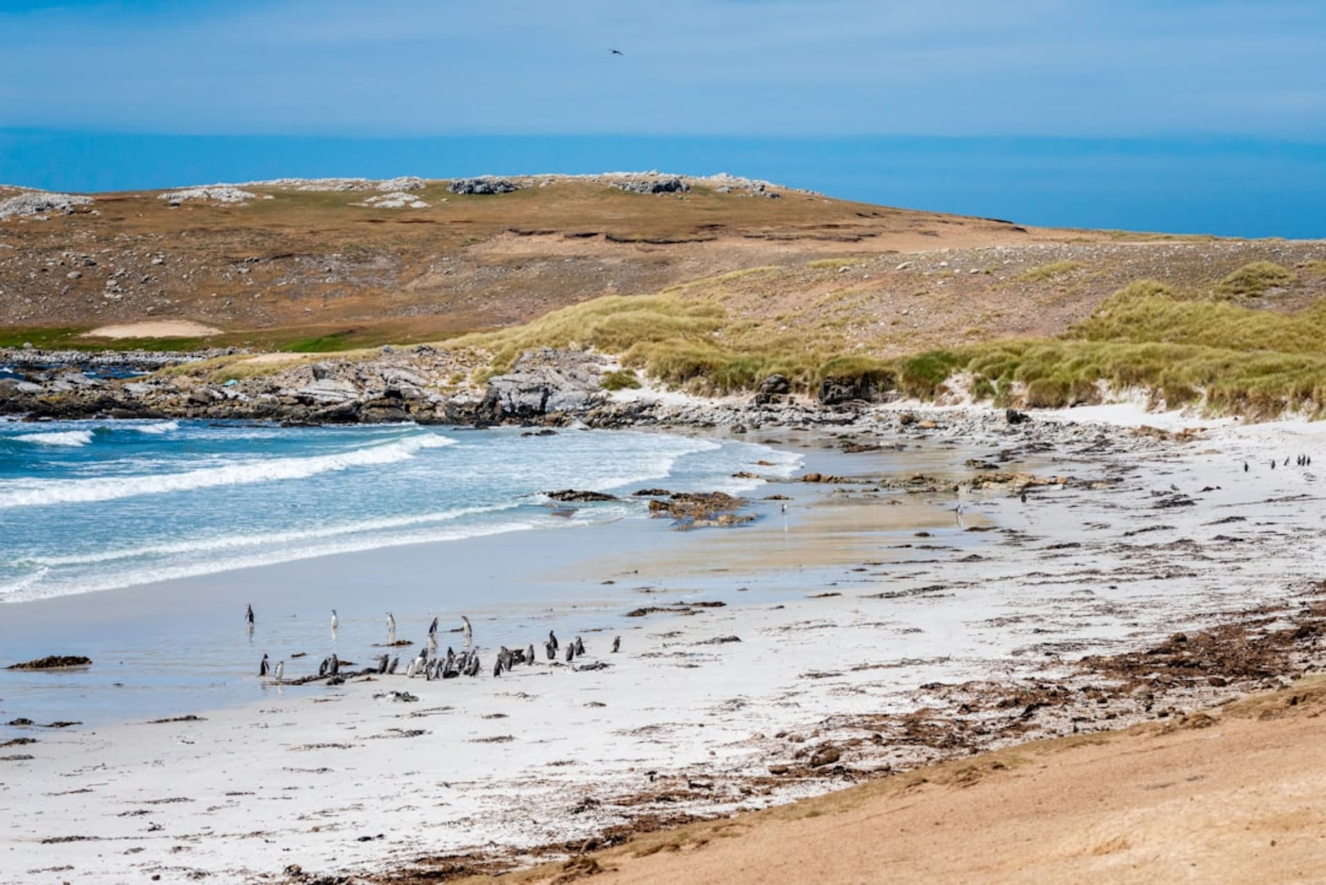 Colinas de pasto tussac de la Isla Weddell bajo un amplio cielo de las Malvinas
