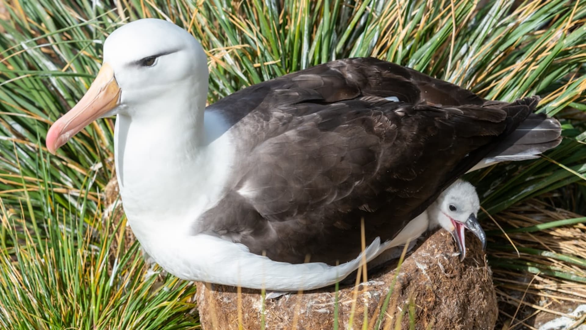 Colonia de albatros de ceja negra anidando en los acantilados cubiertos de tussac de West Point Island