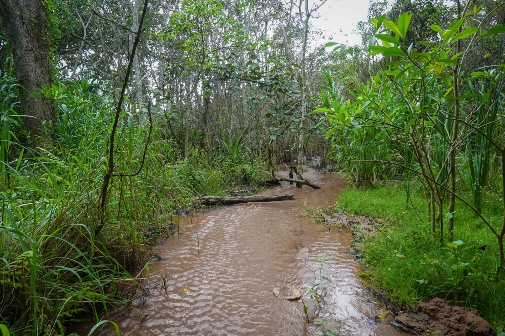 The Nouragues inselberg rising above the primary Amazon rainforest canopy at sunset, the granite dome glowing orange above a sea of unbroken green