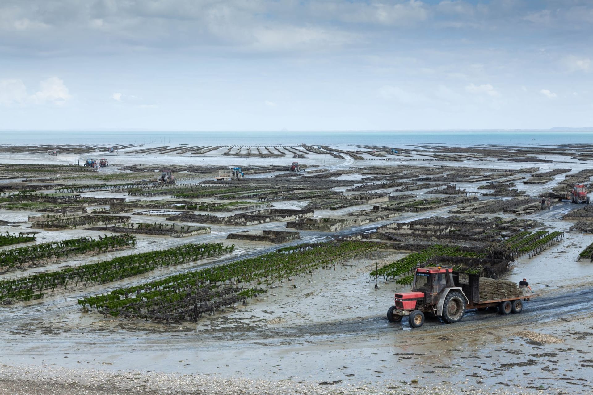Xiapu mudflats at sunrise with silhouetted bamboo rafts on silver tidal channels winding through dark mud, coastal mist rising