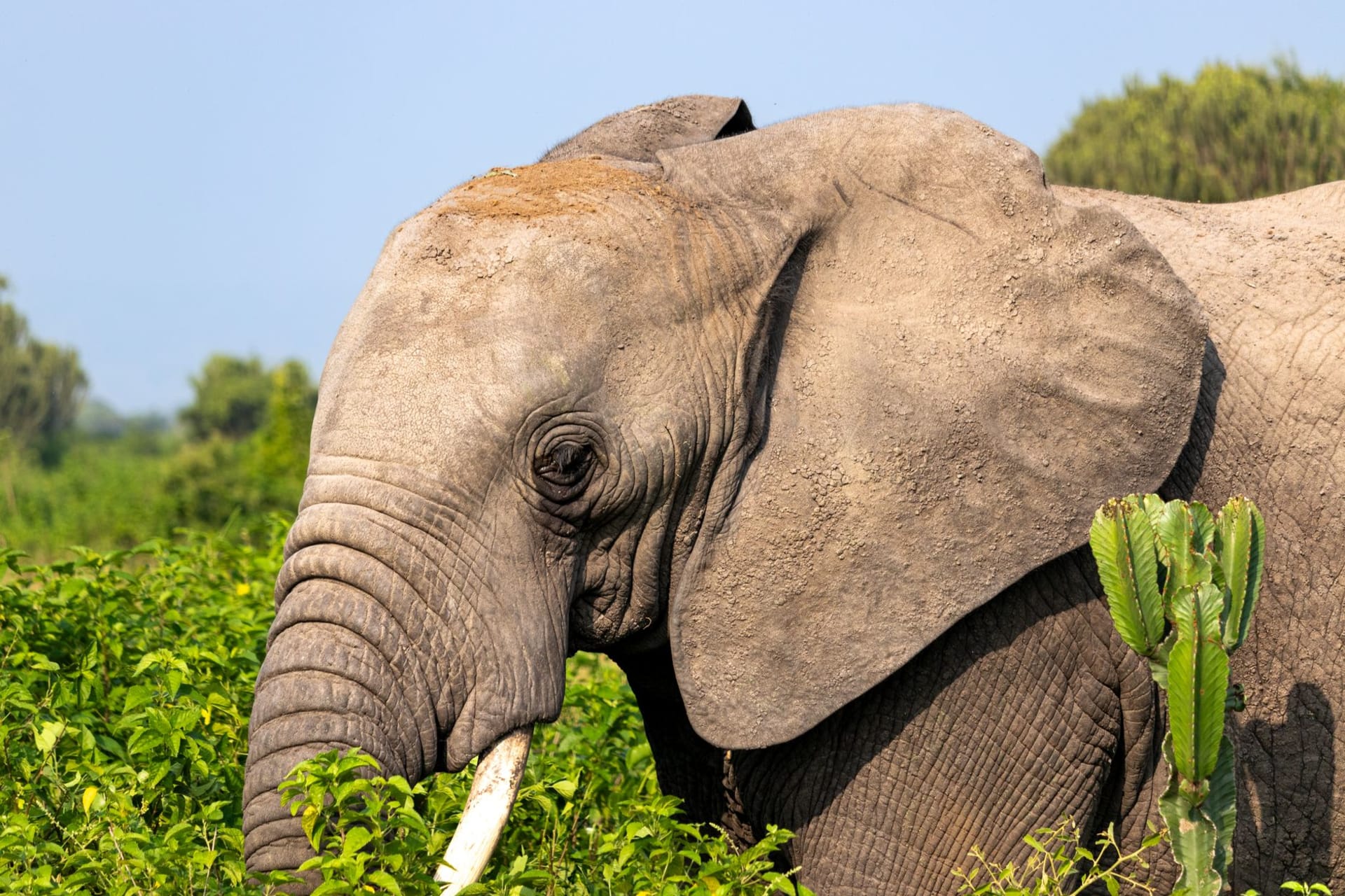 Close-up of an African elephant emerging from dense green rainforest foliage, photo by Anthony Desrochers