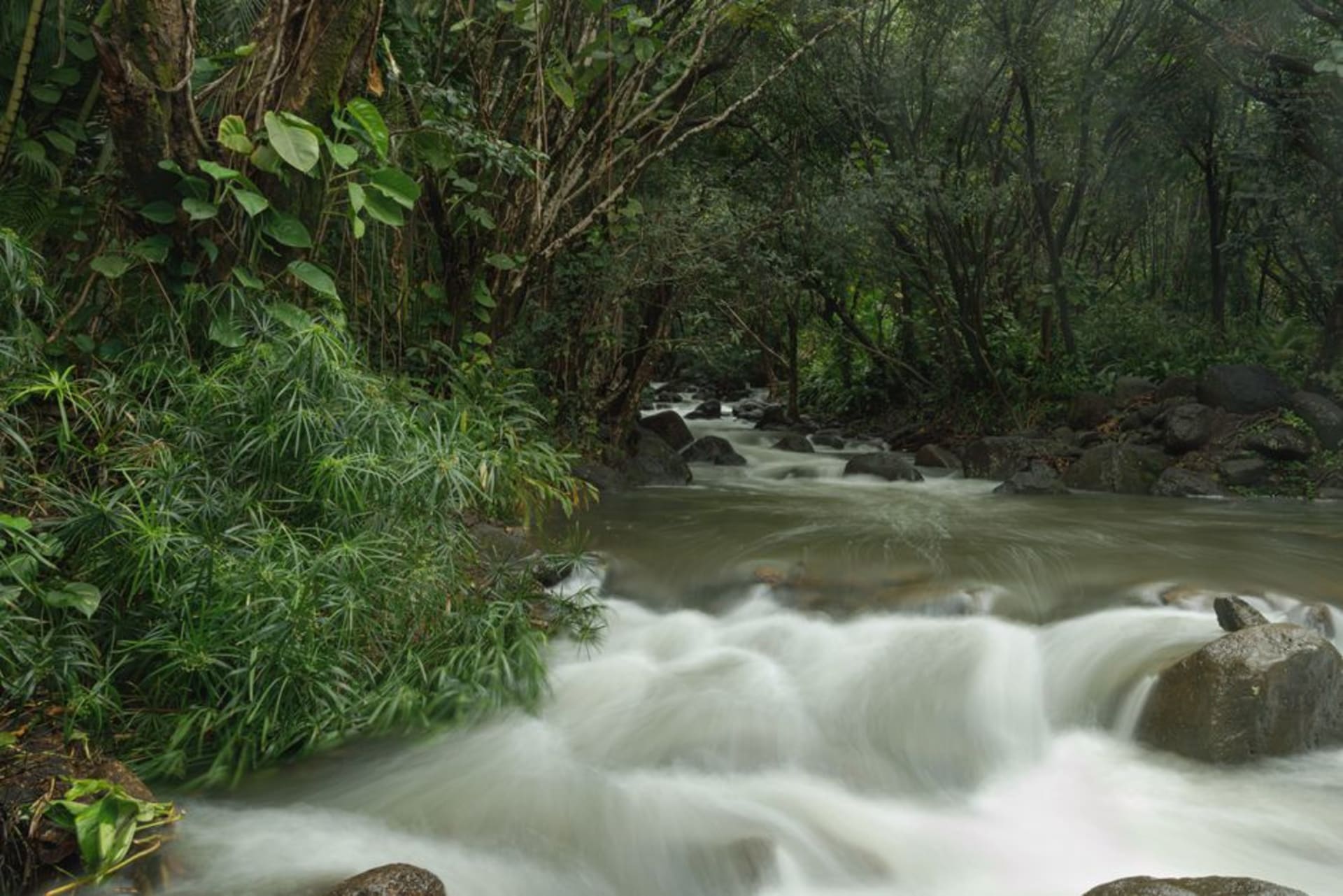Dense equatorial rainforest canopy along the Ivindo River in Gabon