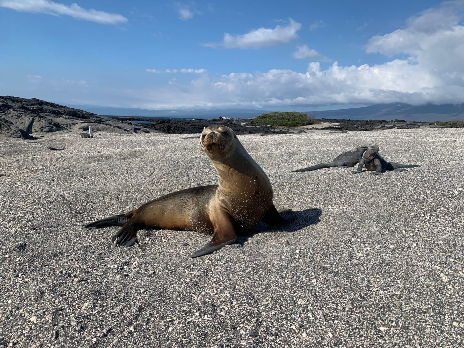 Hundreds of marine iguanas covering every square centimetre of Fernandina Island's black lava shoreline, their spines catching the morning light