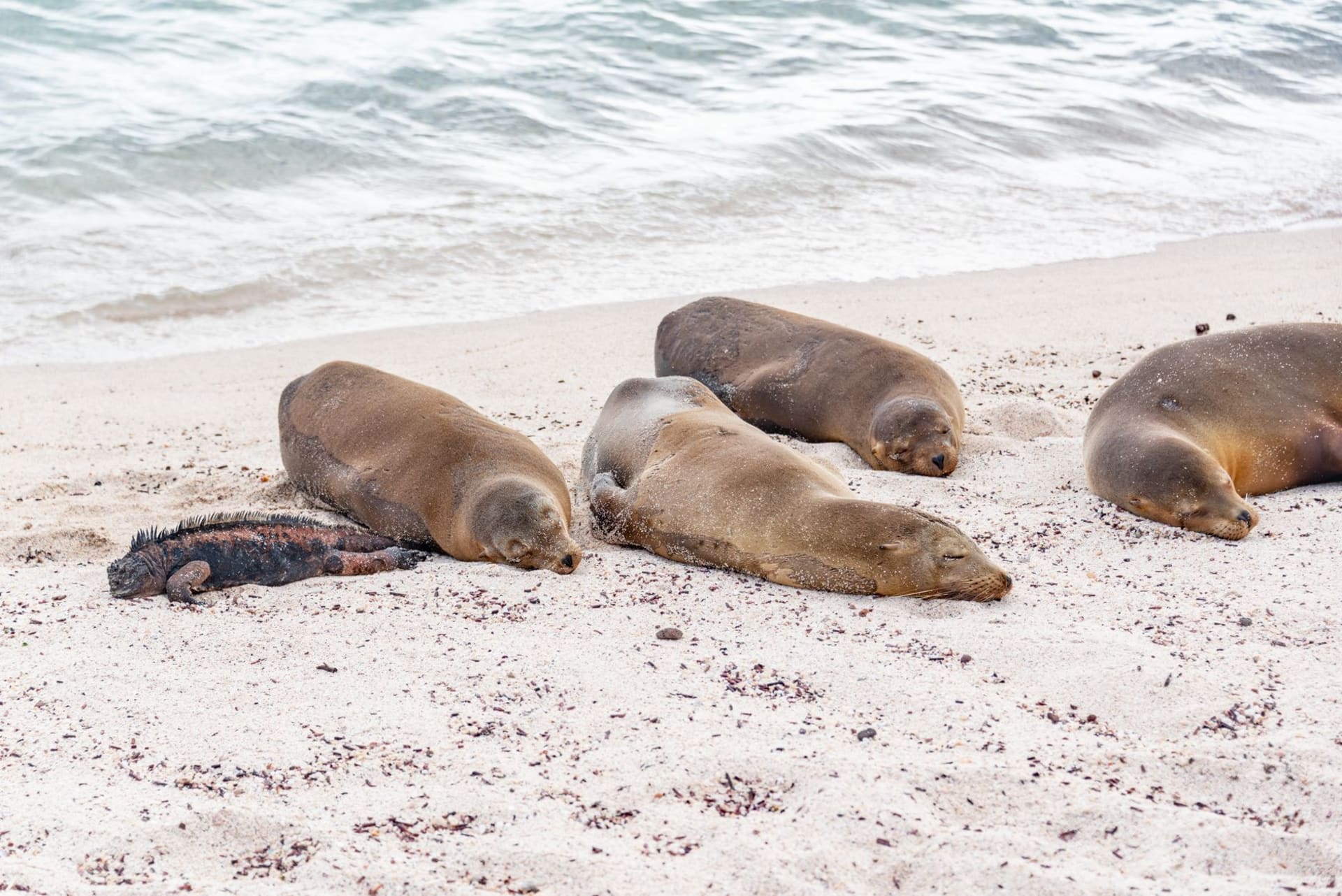 Sea lions and a marine iguana resting together on a sandy Galápagos beach at the edge of the Pacific