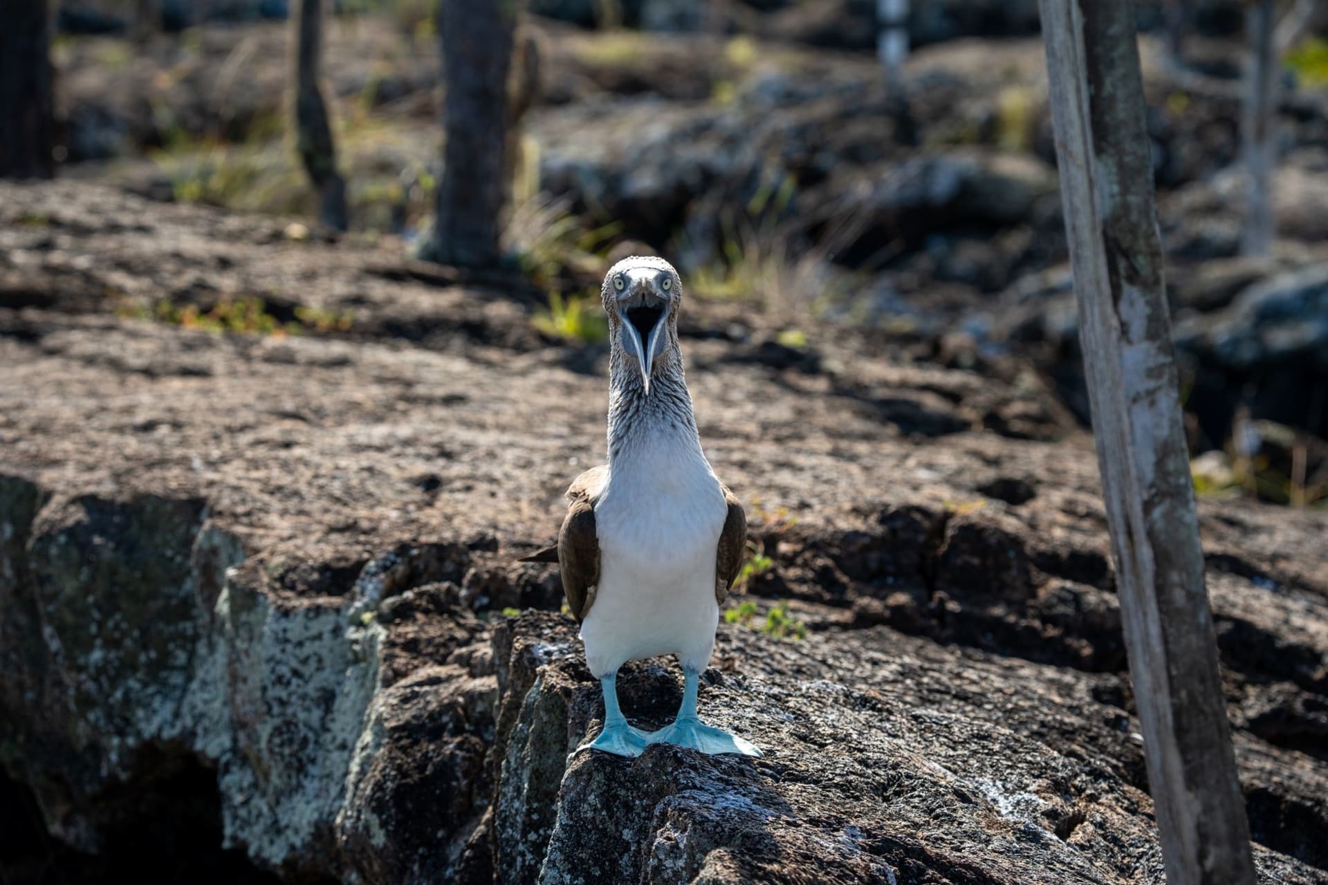The horseshoe cliffs of Darwin Bay on Genovesa Island, Galapagos, with seabirds wheeling above the turquoise water of the flooded caldera