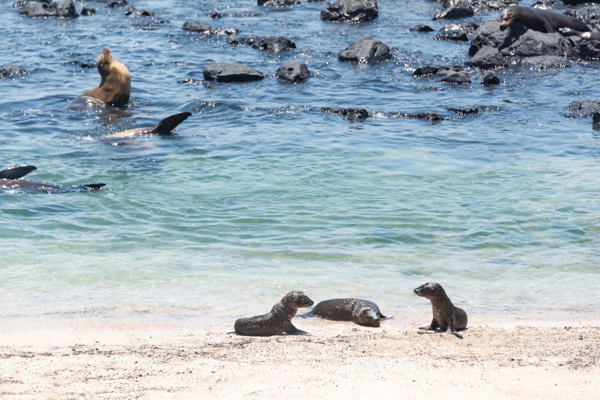 Sea lions sprawled across the main dock at Puerto Baquerizo Moreno on San Cristóbal Island, Galápagos, with a fishing boat moored alongside