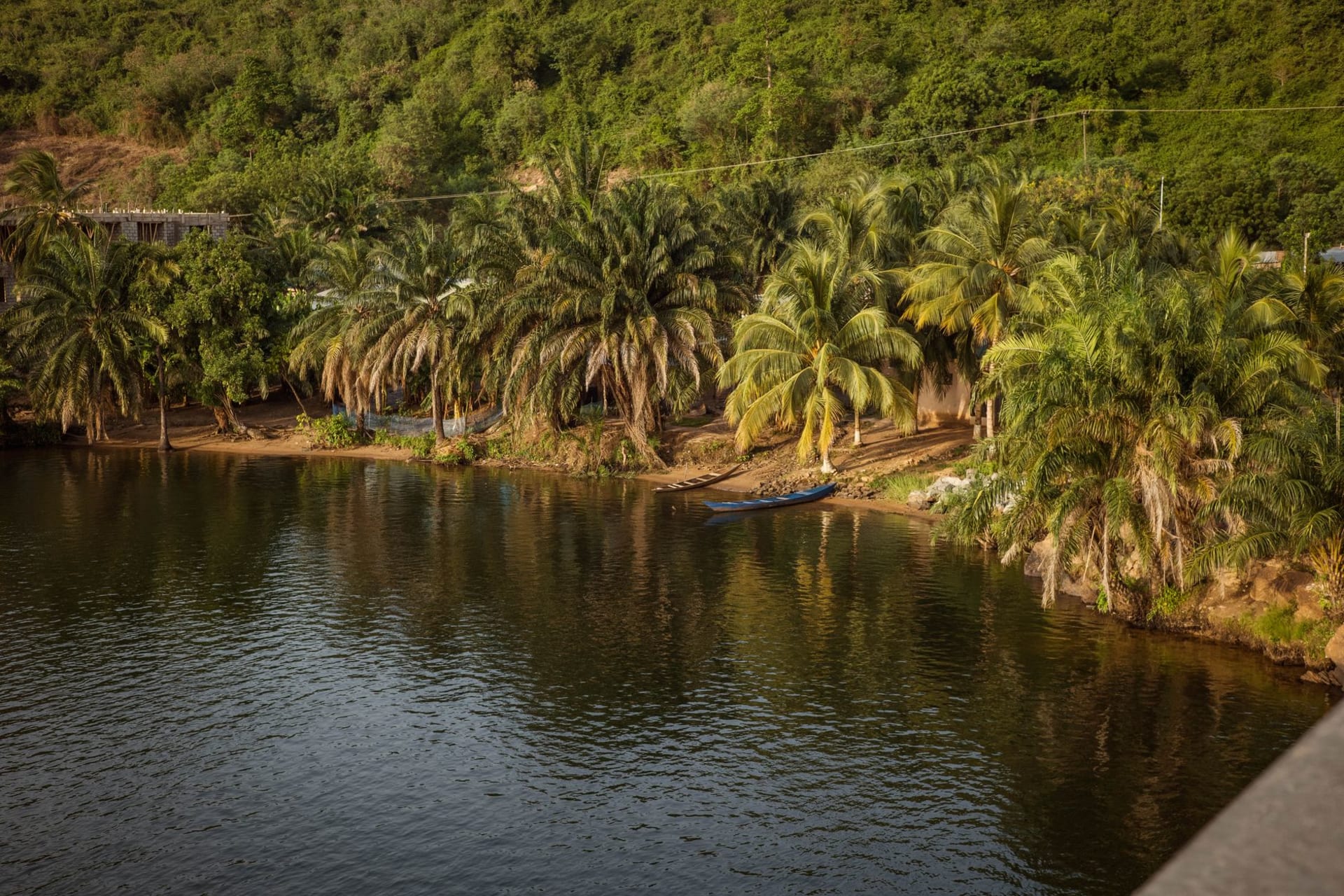 Dense gallery forest canopy above a still dark-water creek in Abuko Nature Reserve, a heron standing motionless at the bank