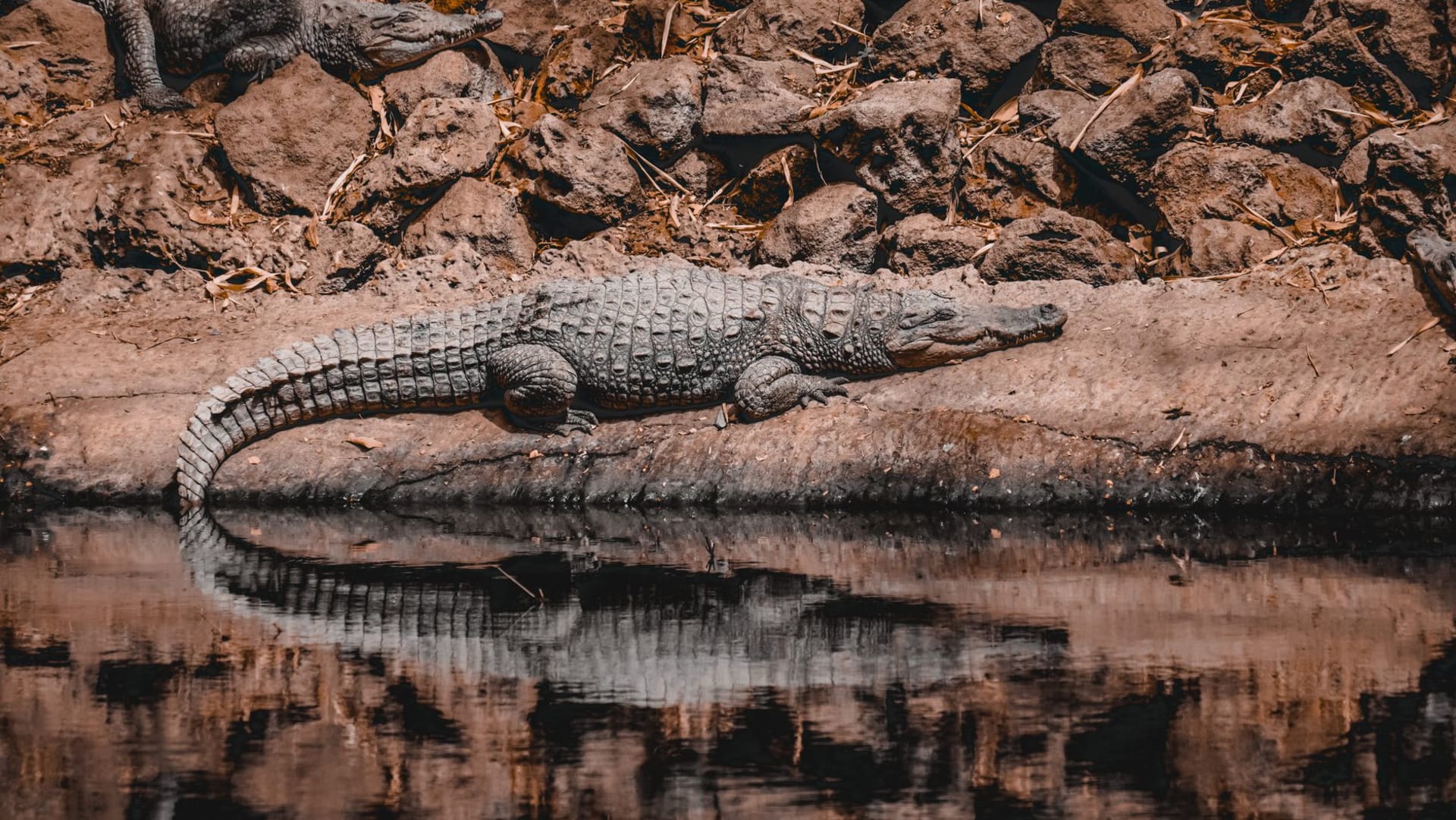 A Nile crocodile resting on the bank of the sacred Kachikally pool surrounded by lush vegetation in Bakau