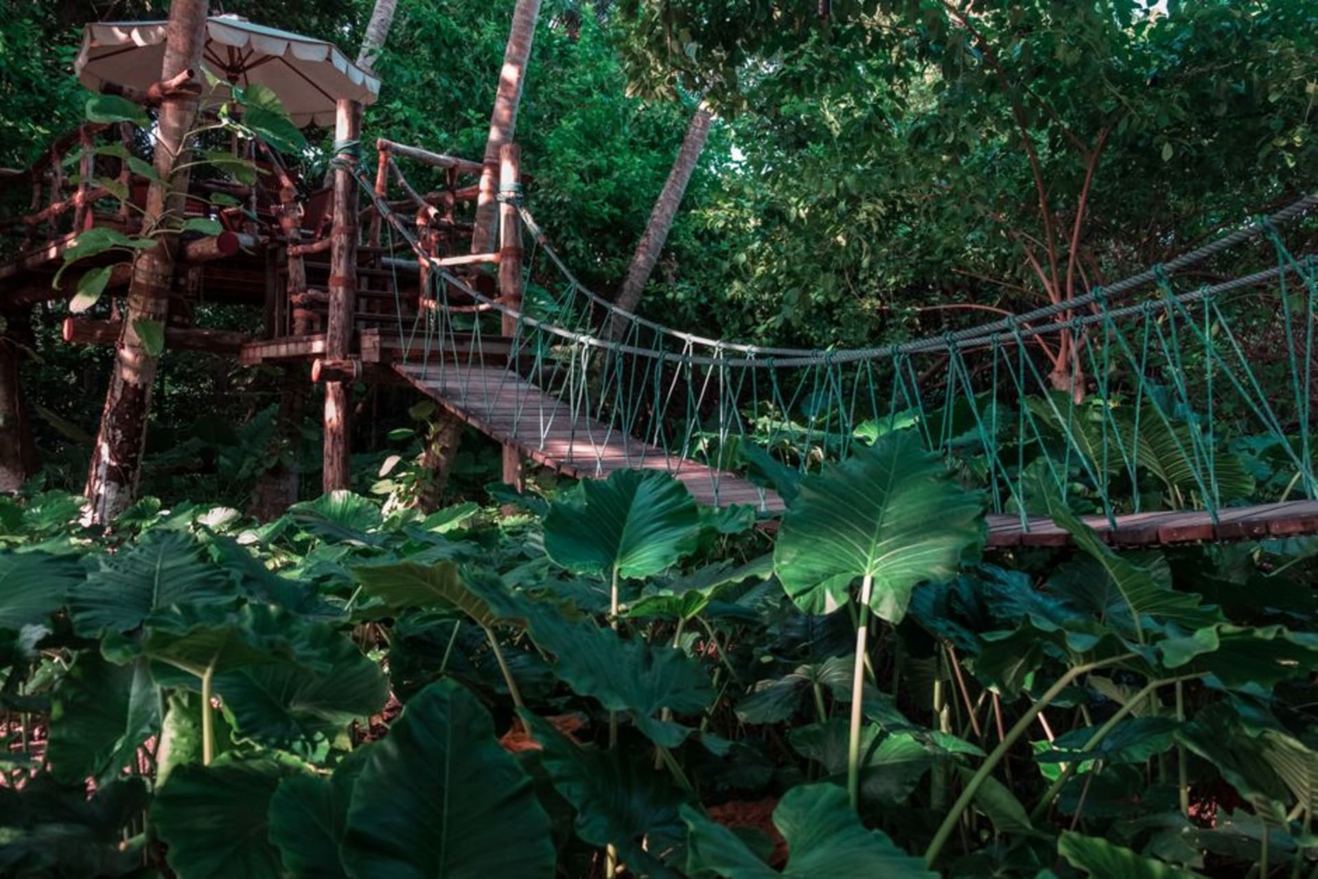 Puente colgante de cuerdas y tablas de madera que se extiende sobre el dosel verde del Parque Nacional de Kakum