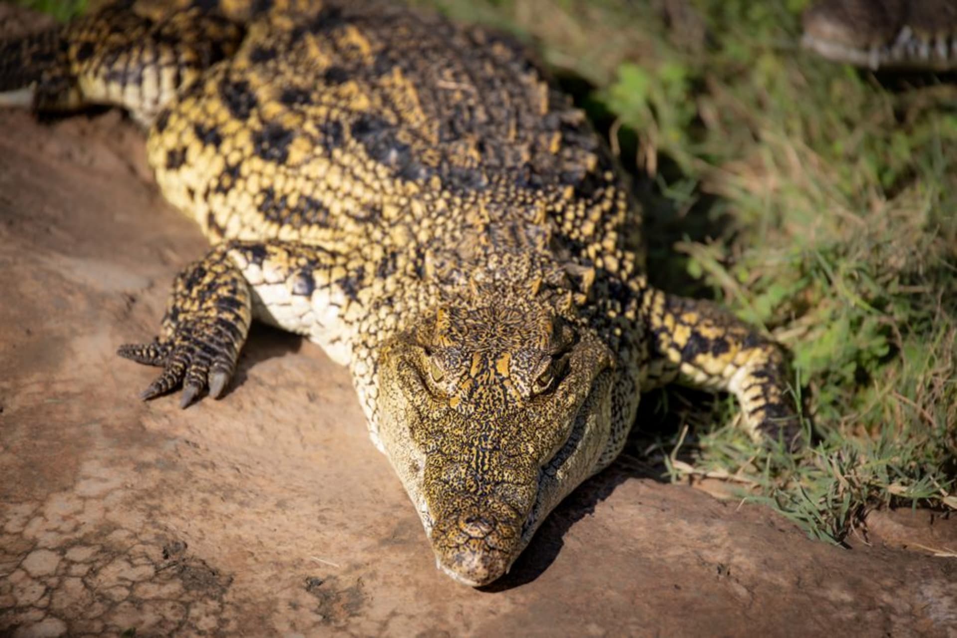 A Nile crocodile resting on the muddy bank of Paga Pia's Pond under the midday sun