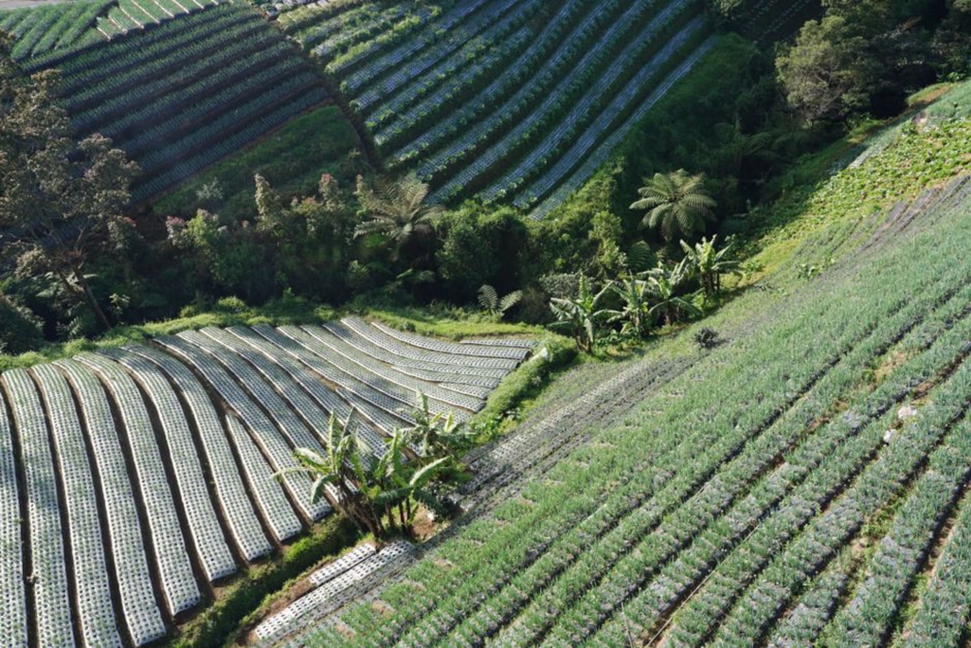 Rows of coffee plants on the hillside at Finca La Azotea near Quetzaltenango