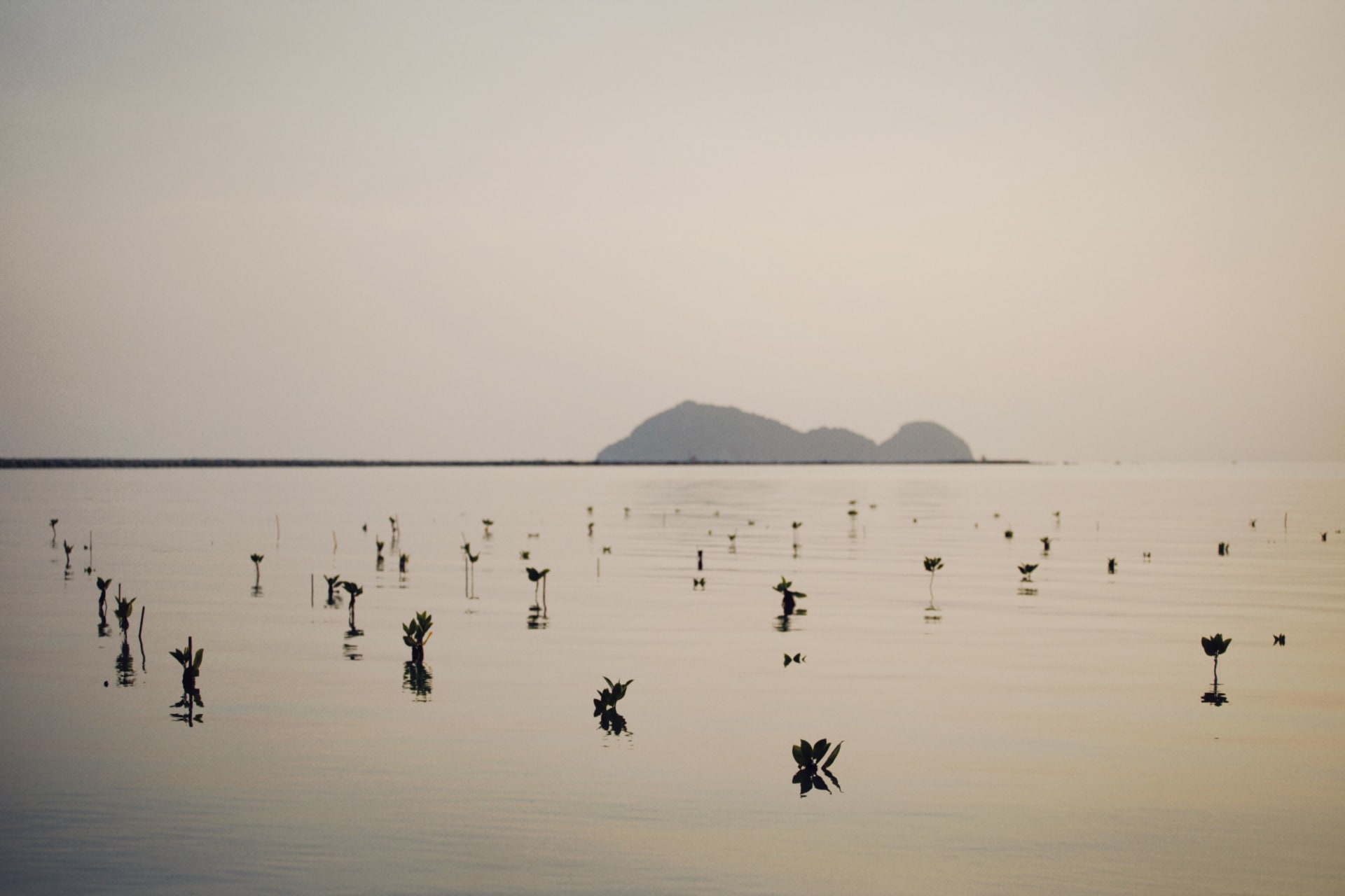 Young mangroves rising from calm water at golden hour, distant island silhouettes dissolving into the haze