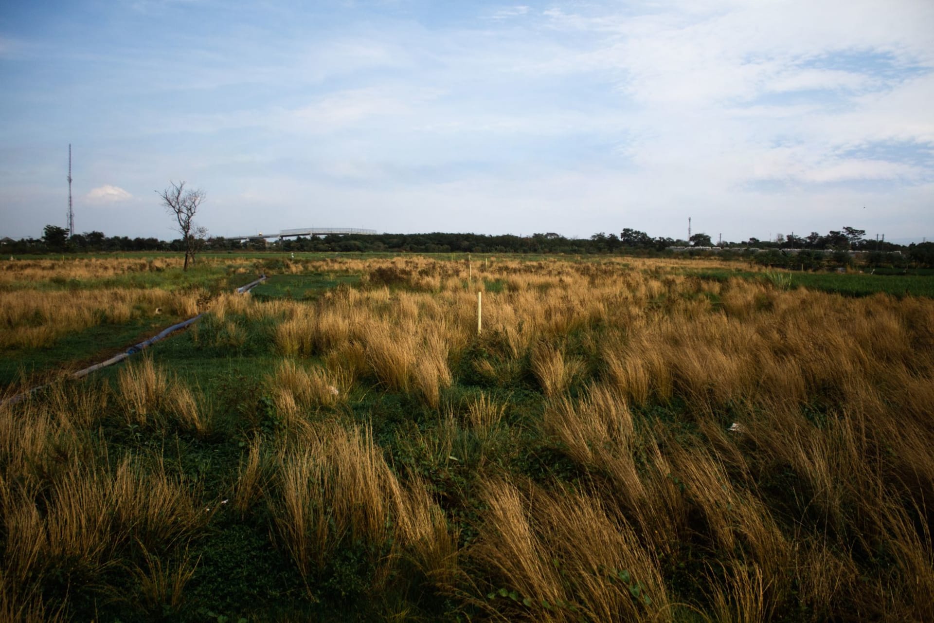 Vast golden savannah stretching to a distant treeline at sunset, a lone termite mound silhouetted against the orange sky