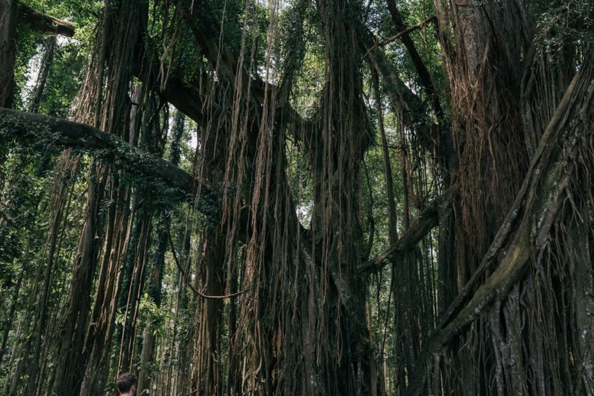La copa extendida y las raíces aéreas del gigantesco baniano de Lahaina, Maui, cubriendo casi media hectárea de la plaza histórica del pueblo