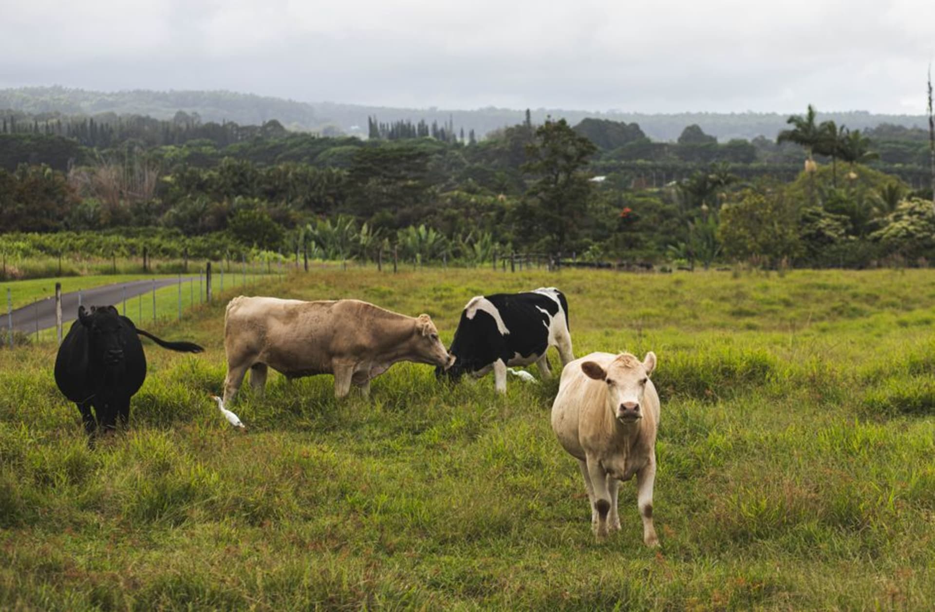 Rolling green cattle ranch land on the slopes of Haleakala at Ulupalakua Ranch with the ocean visible far below