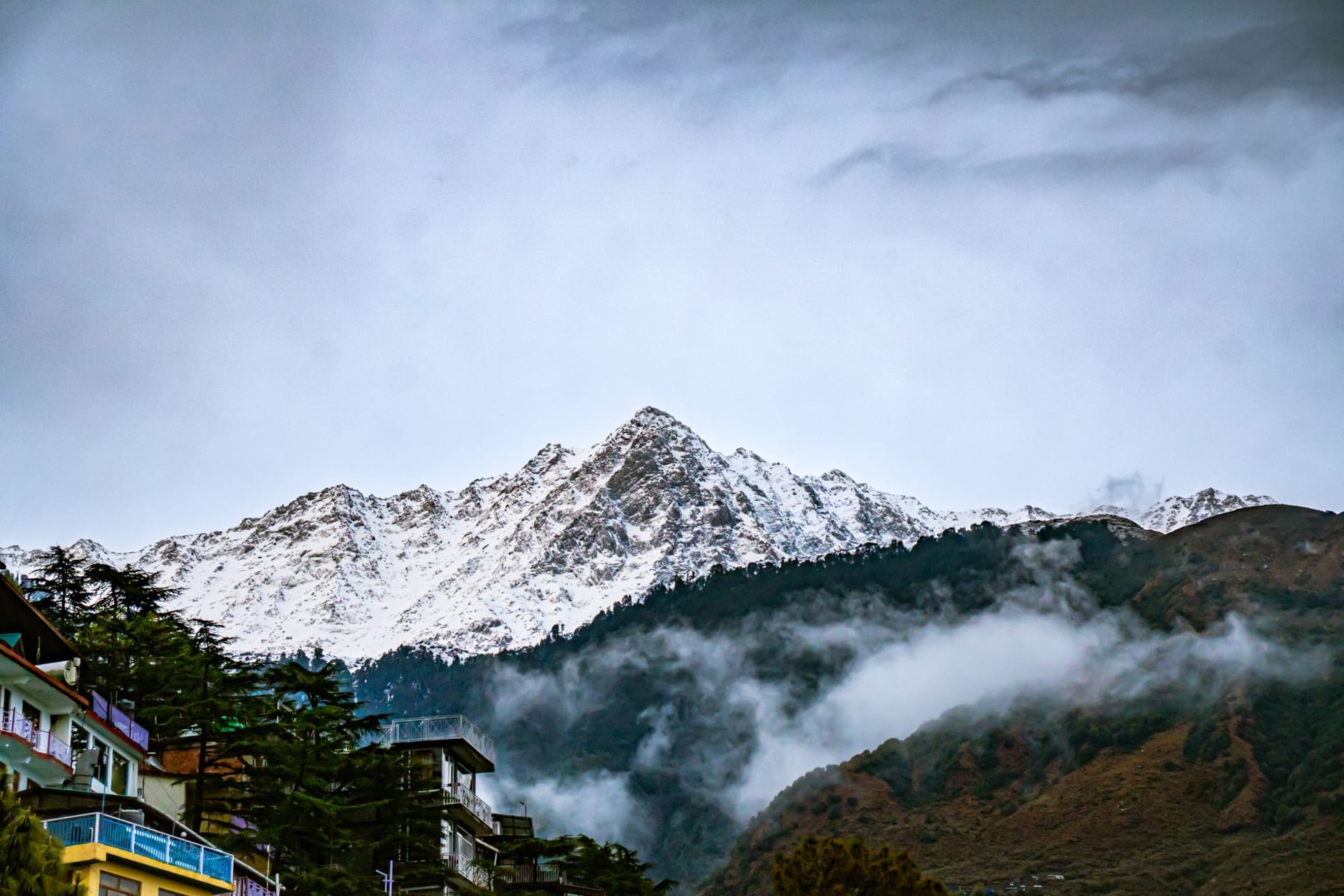 Prayer flags stretched between cedar trees above McLeod Ganj with the snow-streaked Dhauladhar range rising sharply behind