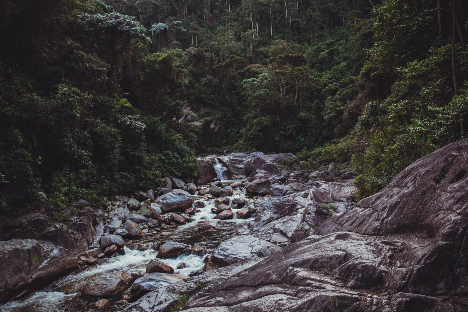 Misty cloud forest on steep mountain slopes above a rushing river gorge with bromeliads and ferns covering every surface