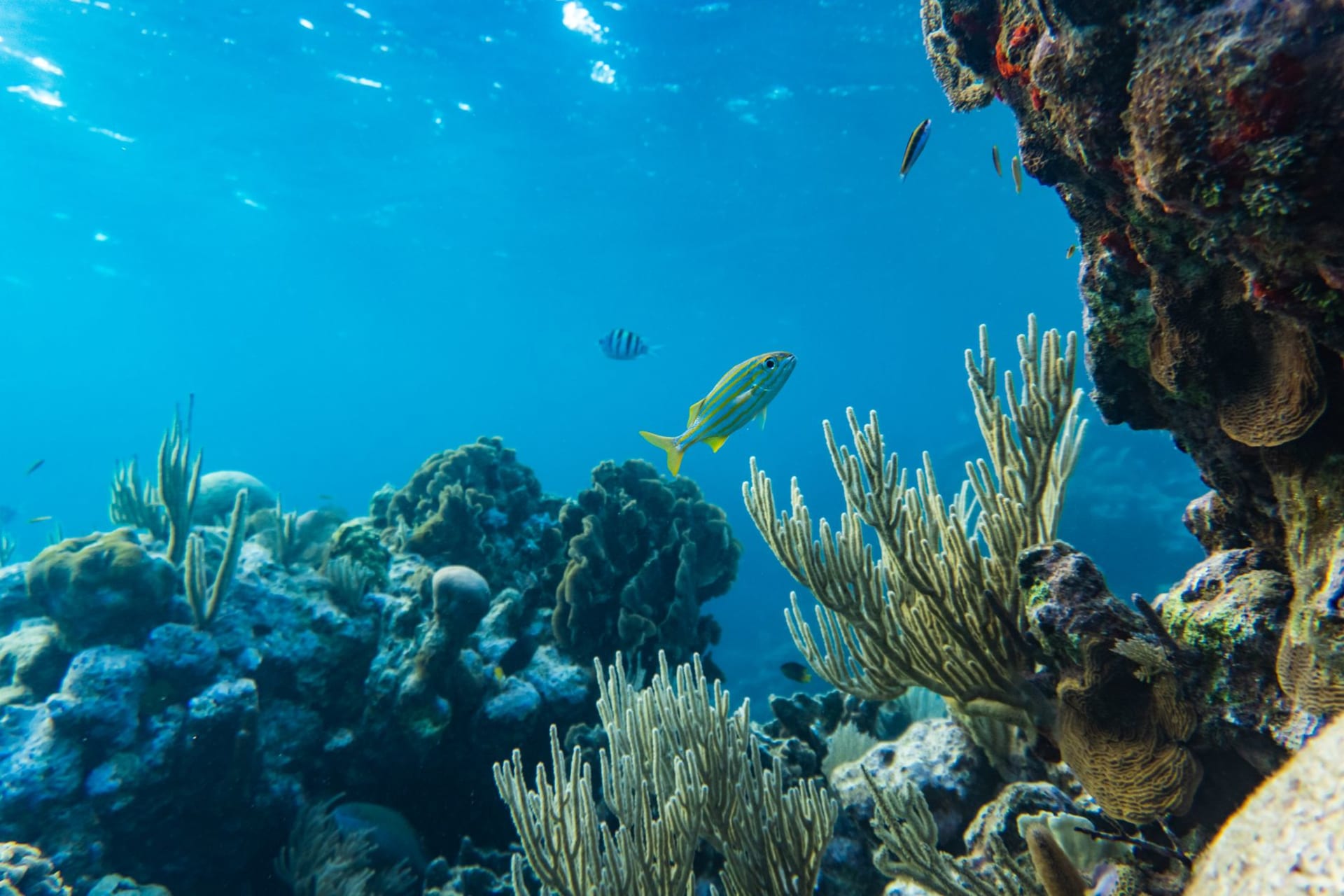 Vue sous-marine d'un récif corallien multicolore grouillant de poissons tropicaux au large des Îles de la Baie du Honduras