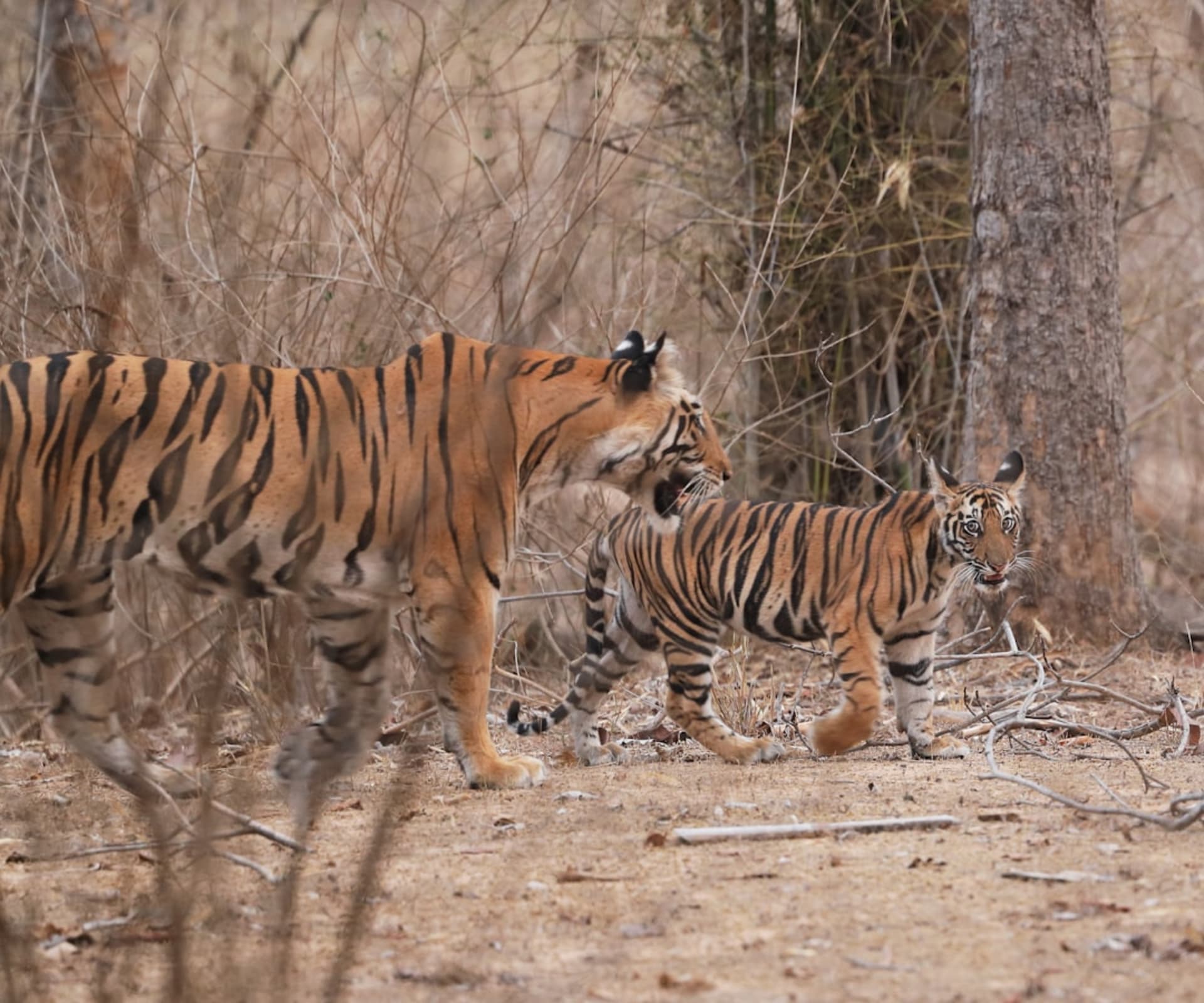 A Bengal tiger walking through the tall grass of Bandhavgarh National Park at dawn