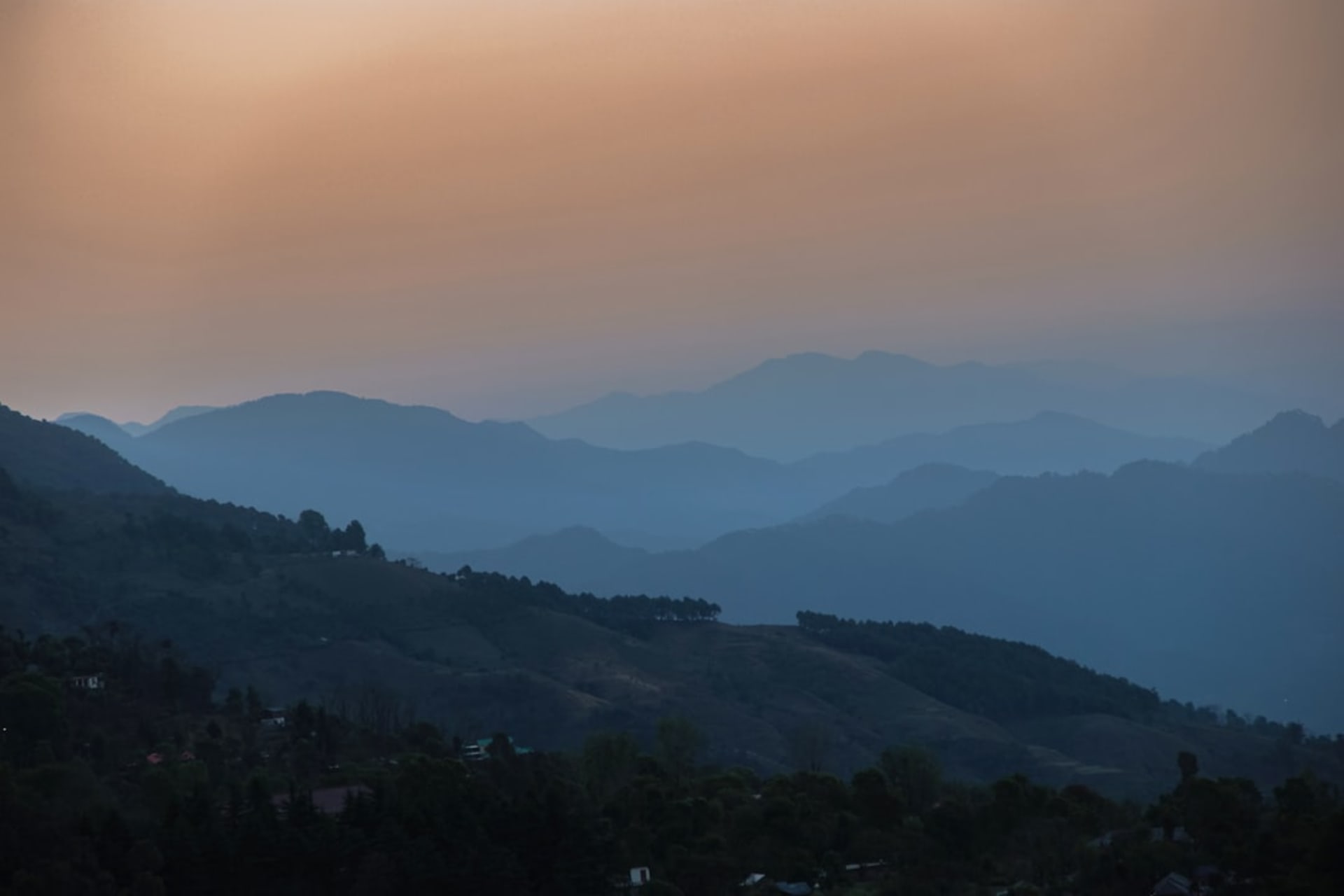 Terraced tea gardens in the Kangra valley below Dharamshala with the Dhauladhar range behind