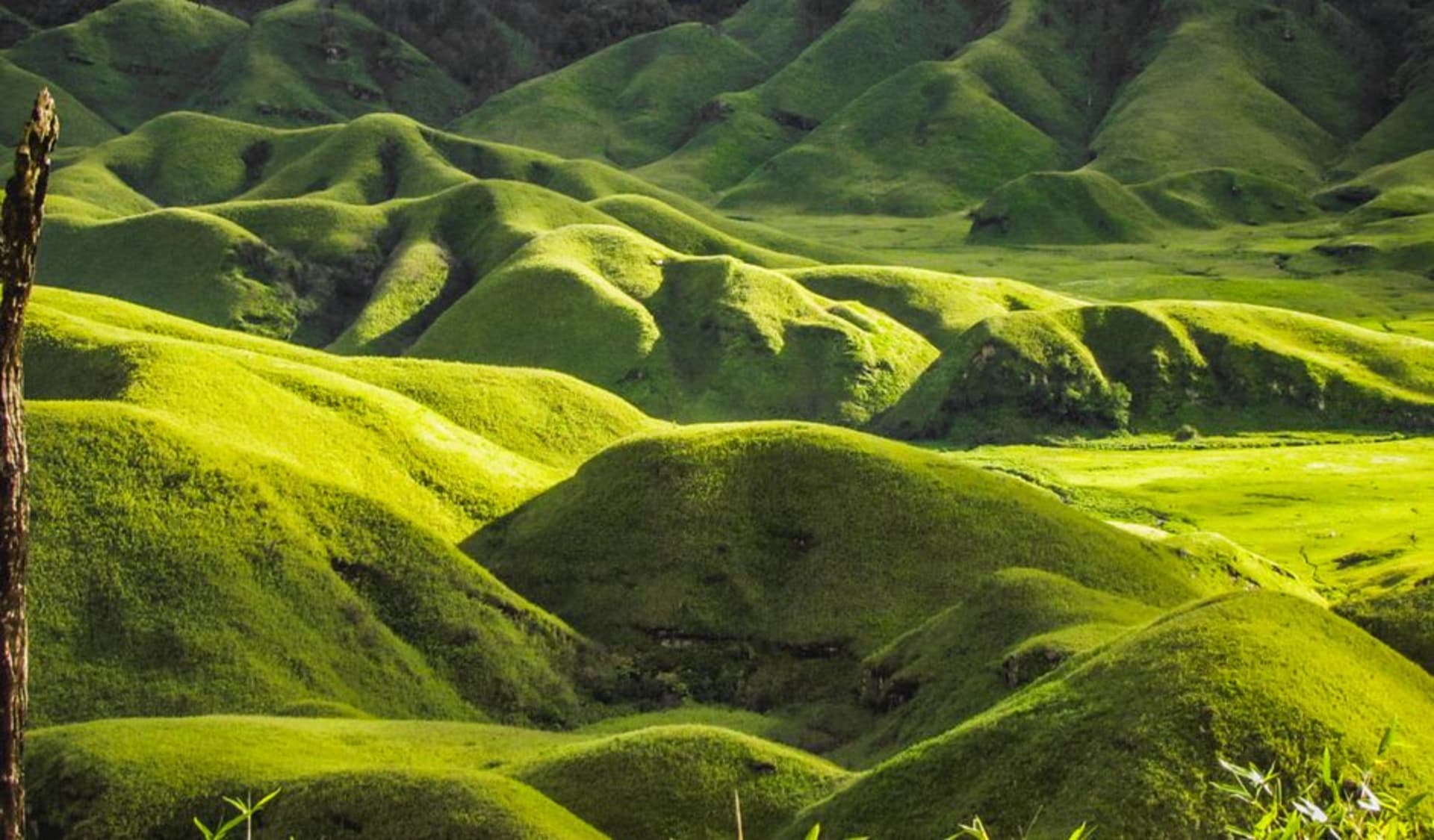 Rolling green hills of Dzukou Valley under a wide sky, with a river winding through the valley floor