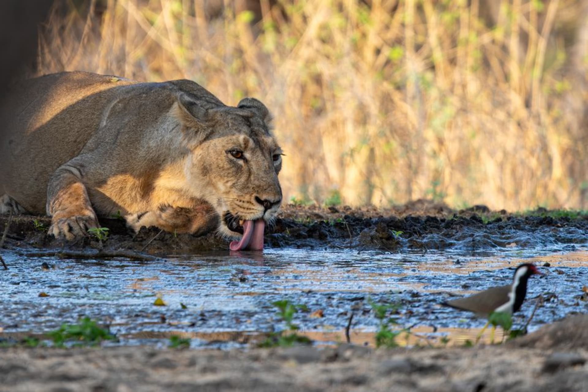 An Asiatic lion resting in the dry teak forest scrub of Gir National Park