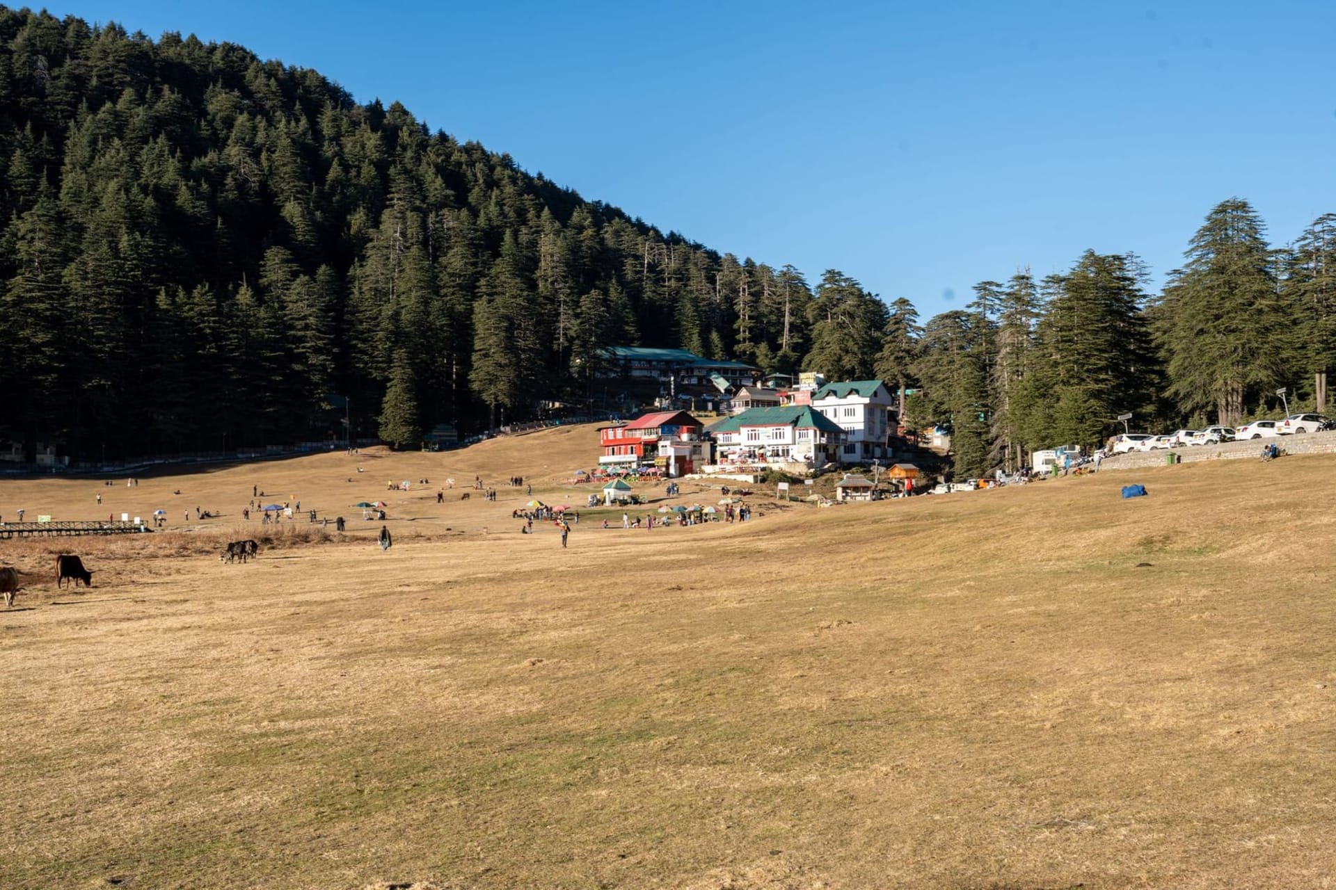 A vast circular meadow of deep green grass surrounded by towering deodar cedars, with a small lake reflecting pale sky at its center, mist threading through the tree line above Khajjiar in Himachal Pradesh