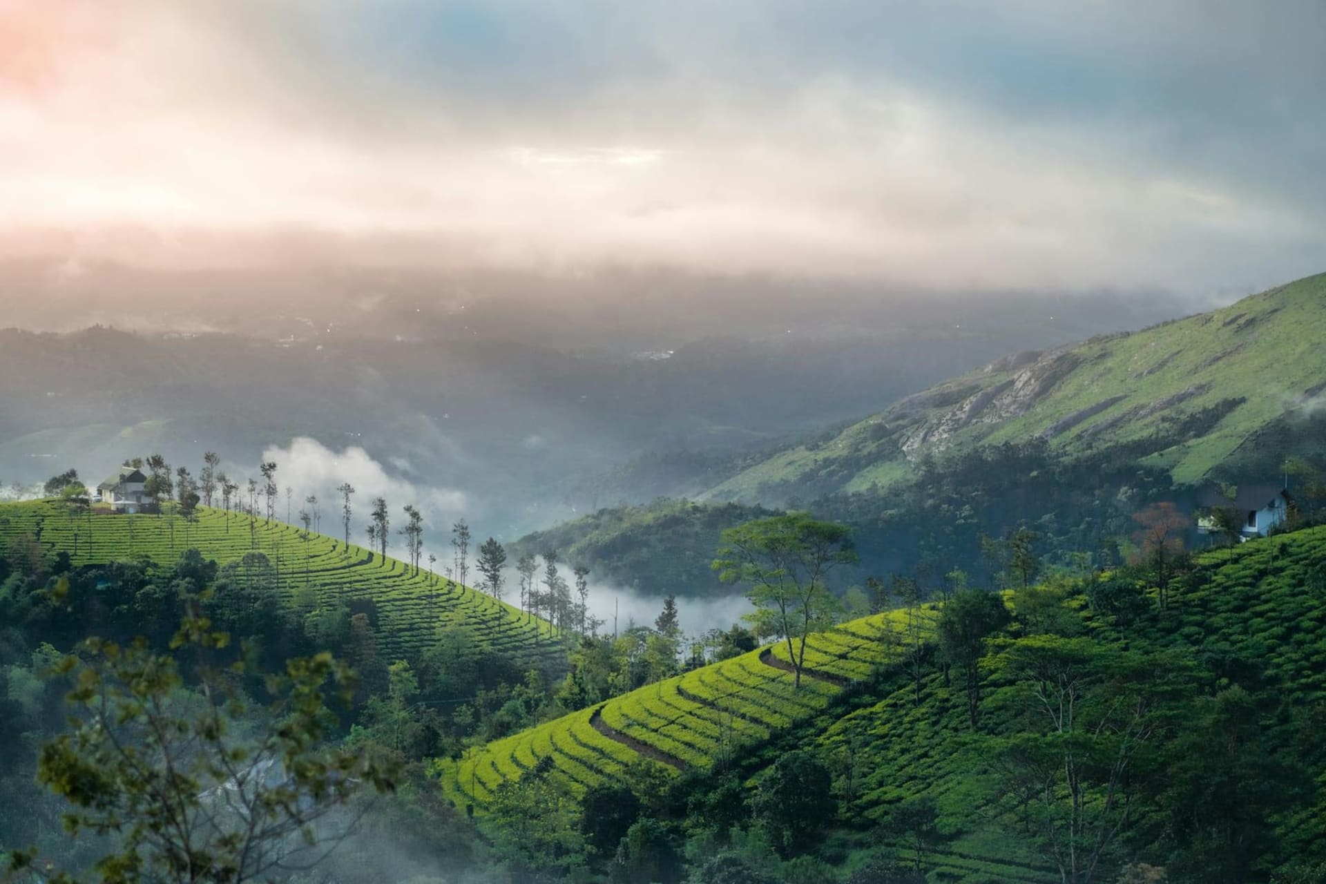 Sweeping green meadows draped in low cloud on the Vagamon plateau, with scattered pine trees emerging from the mist and no buildings in sight