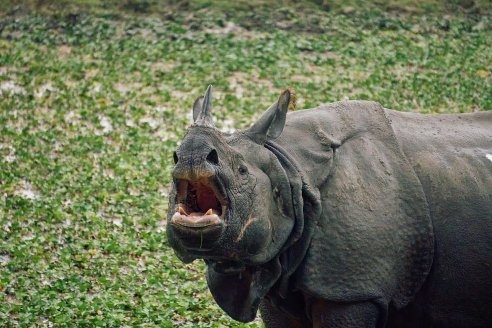 A one-horned Indian rhinoceros grazing in tall elephant grass at Kaziranga National Park in morning light