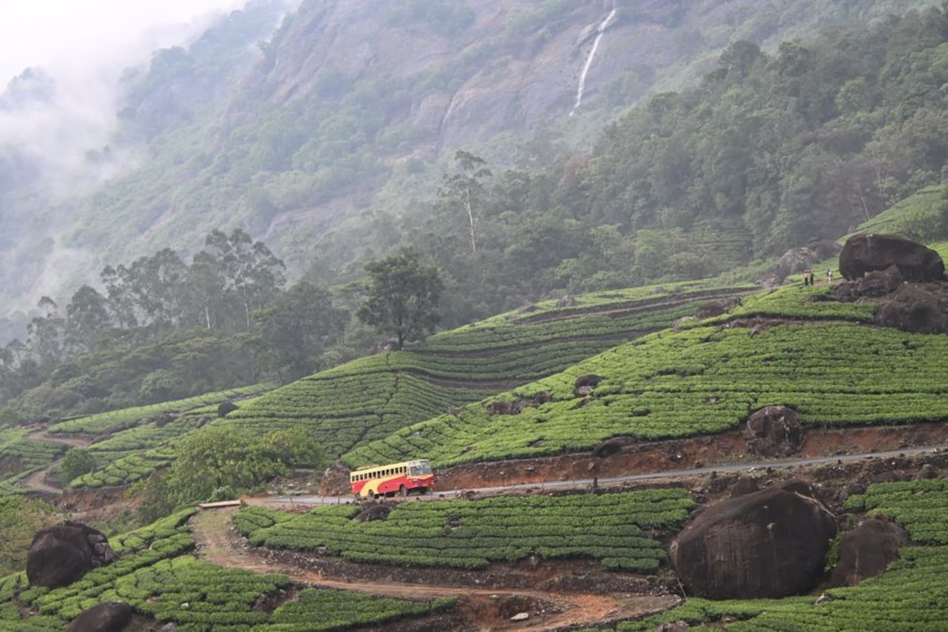 Rows of strawberry plants on a terraced farm with misty green hills in the background