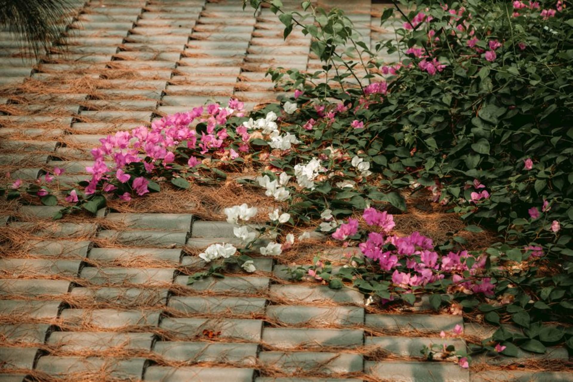 Neatly swept stone pathways lined with flowers running between bamboo-fenced homes in Mawlynnong village