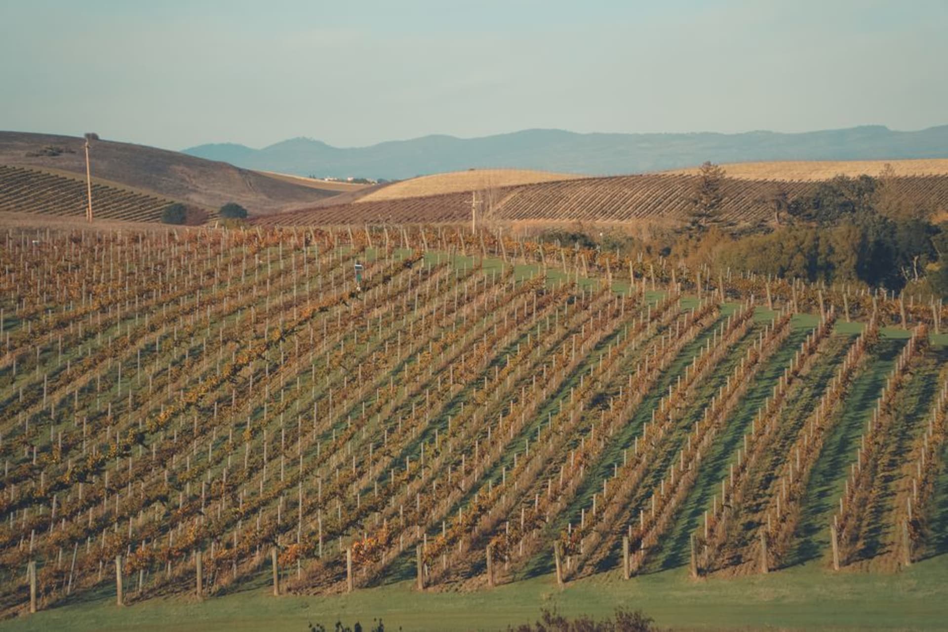 Rows of grapevines stretching across a sunlit vineyard in the Nashik hills
