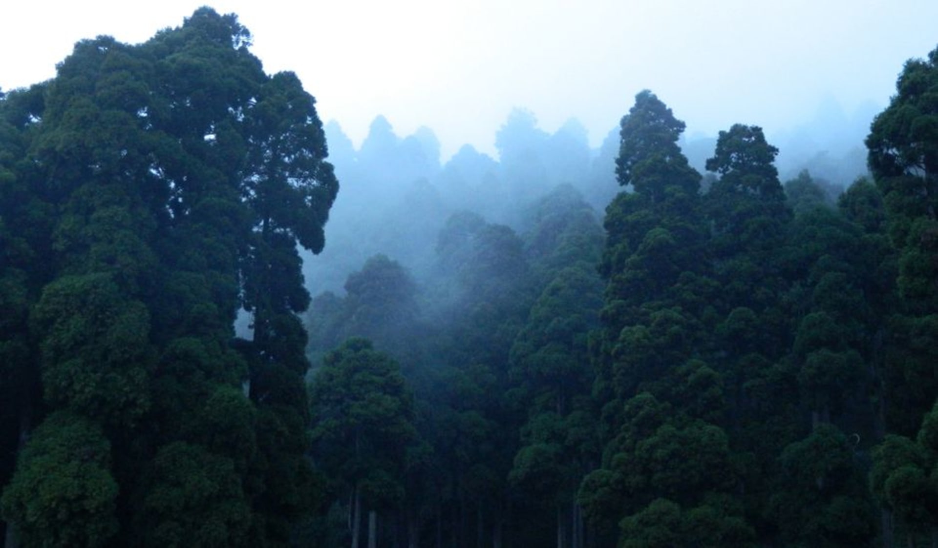 Pine-covered hills surrounding Shillong with mist settling over the town in the early morning