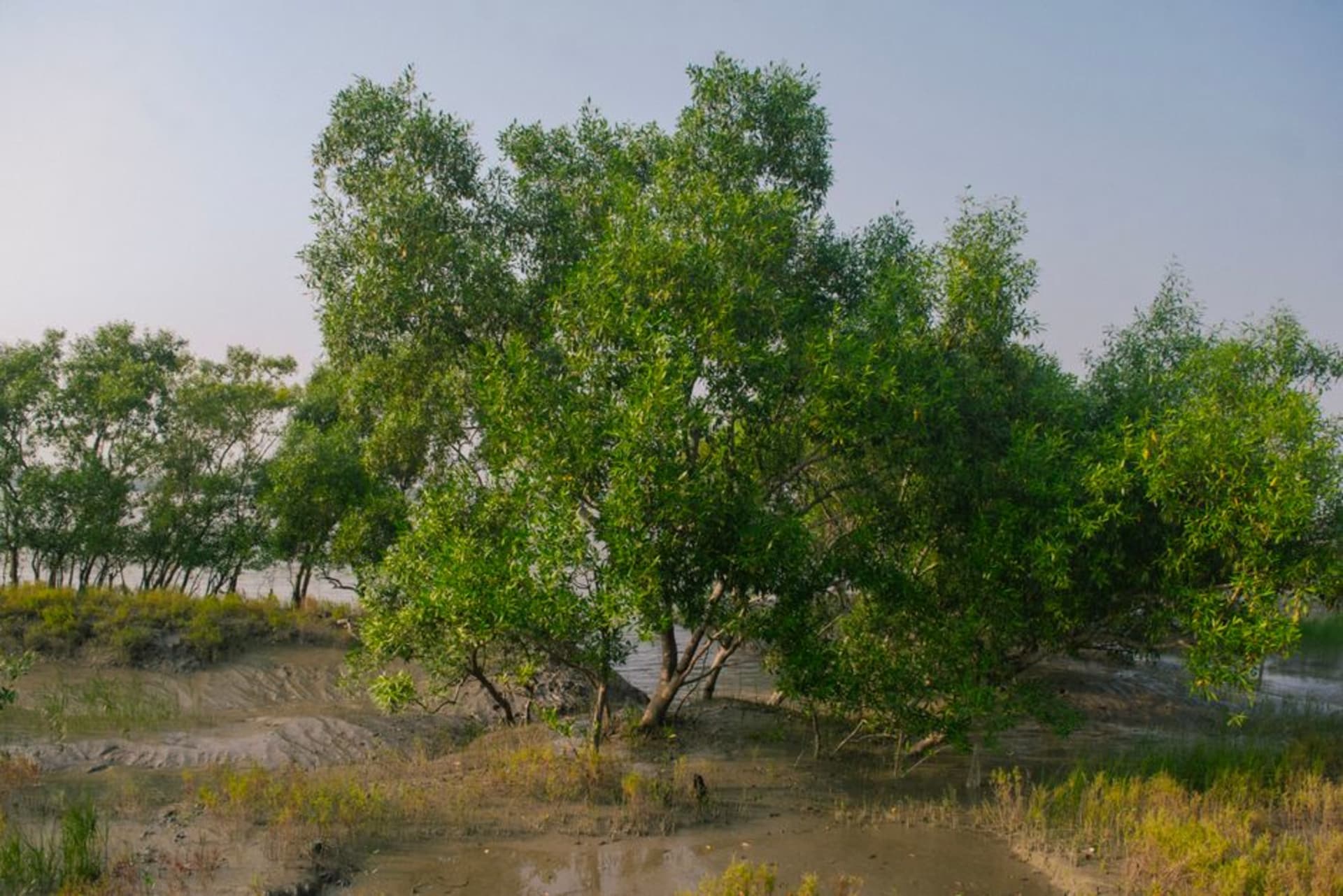A wooden boat gliding through narrow mangrove channels in the Sundarbans at dawn