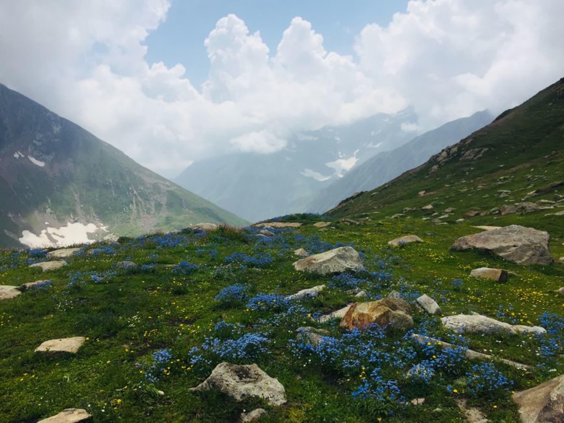 A Himalayan alpine meadow carpeted in wildflowers with snow peaks rising behind