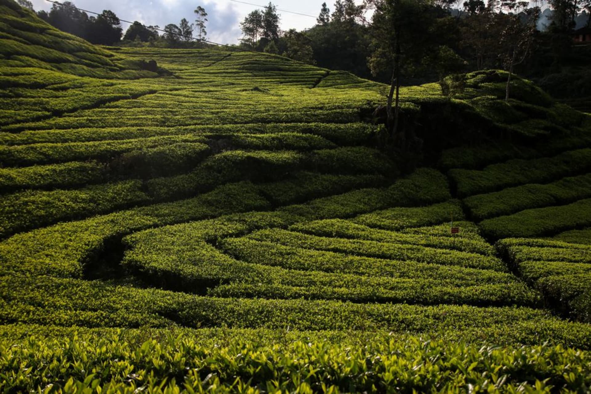 Rolling green tea plantation terraces in the highlands of Ciwidey