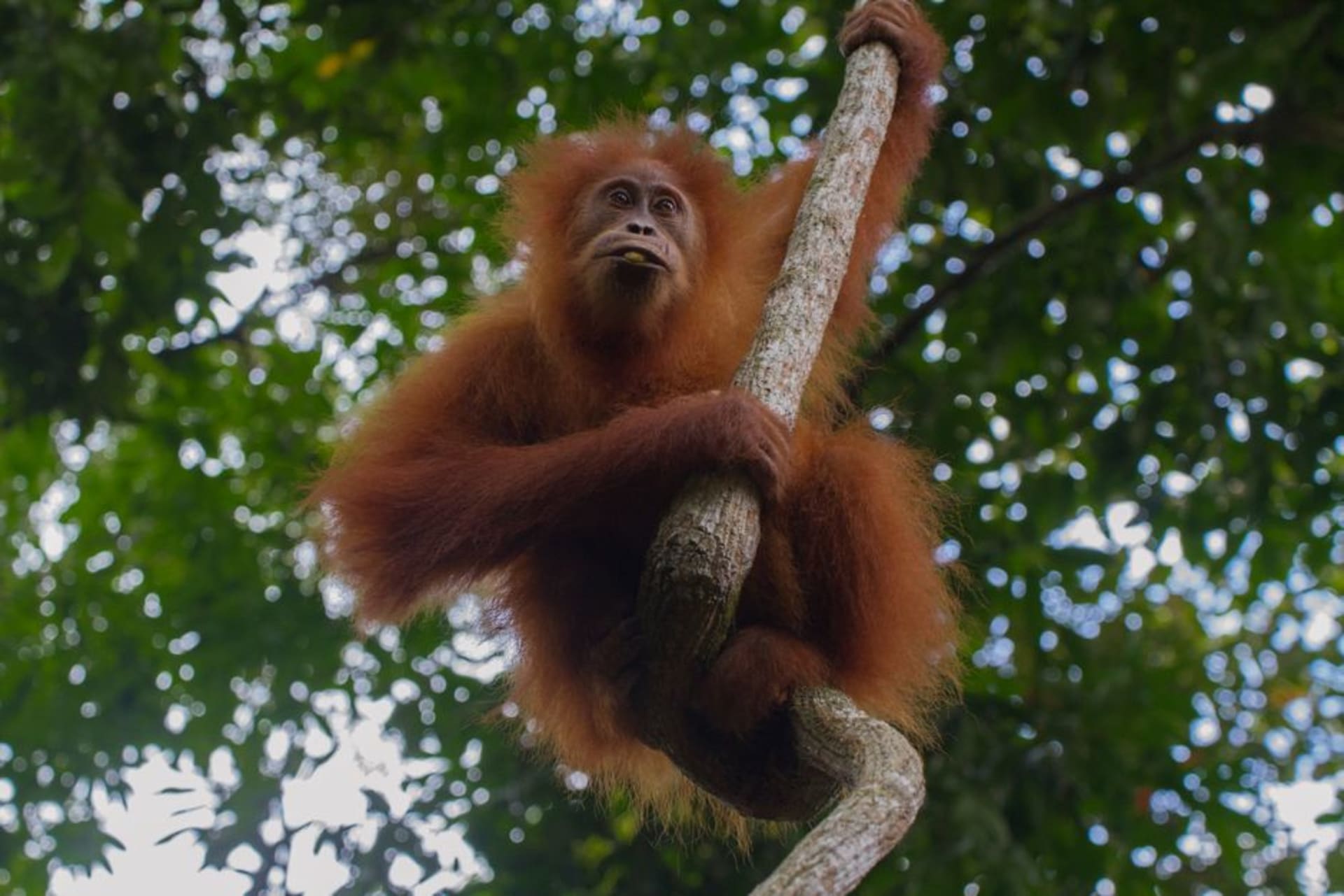 An orangutan hanging from a rainforest branch above the Bohorok River near Bukit Lawang