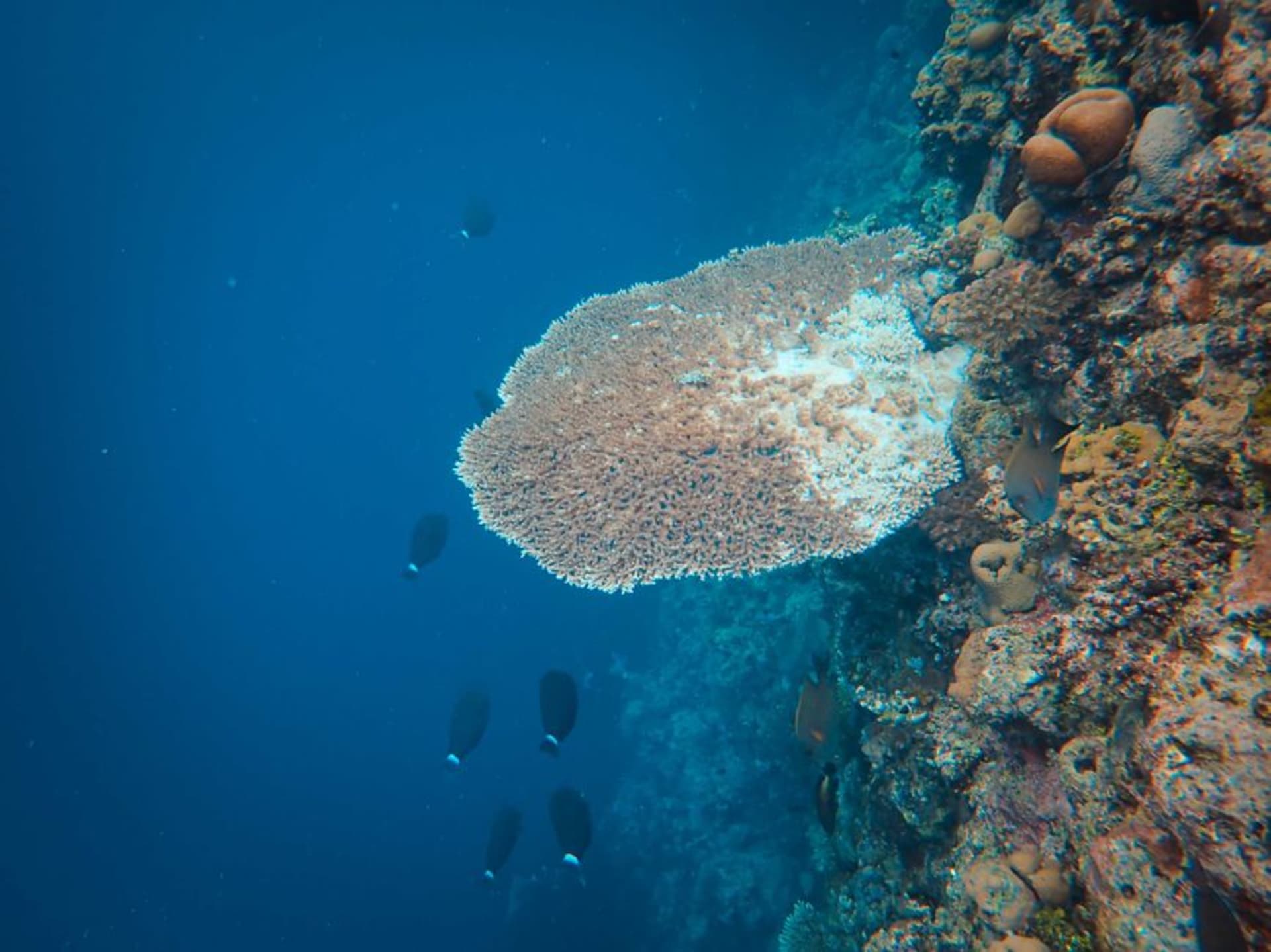 Turquoise water over a coral reef wall near Bunaken island