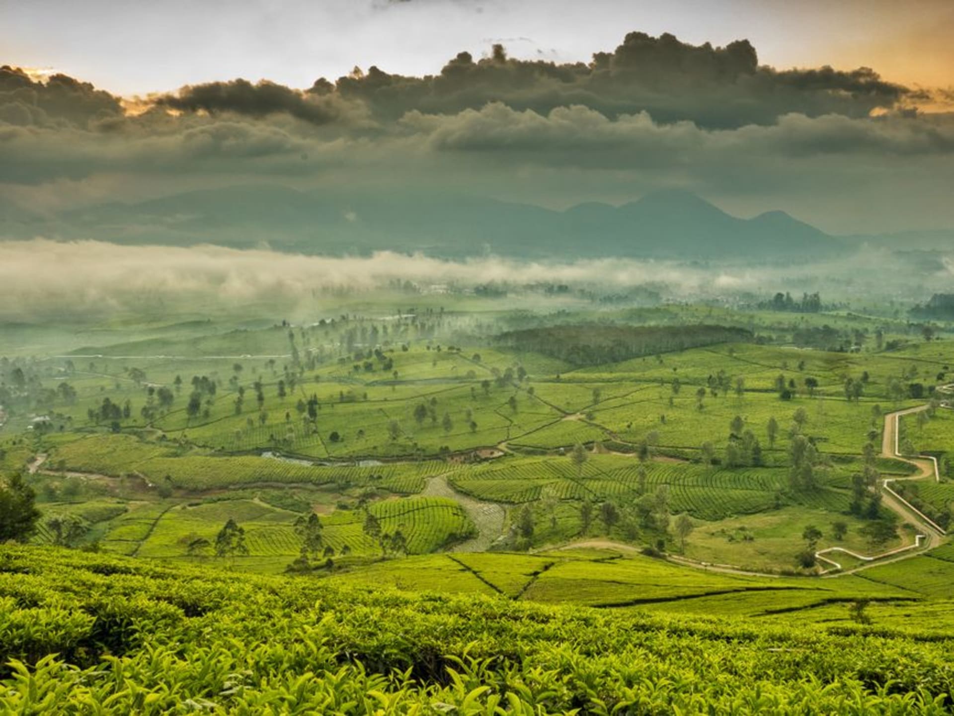 Terraced tea plantations below the volcanic cone of Mount Kerinci, Sumatra