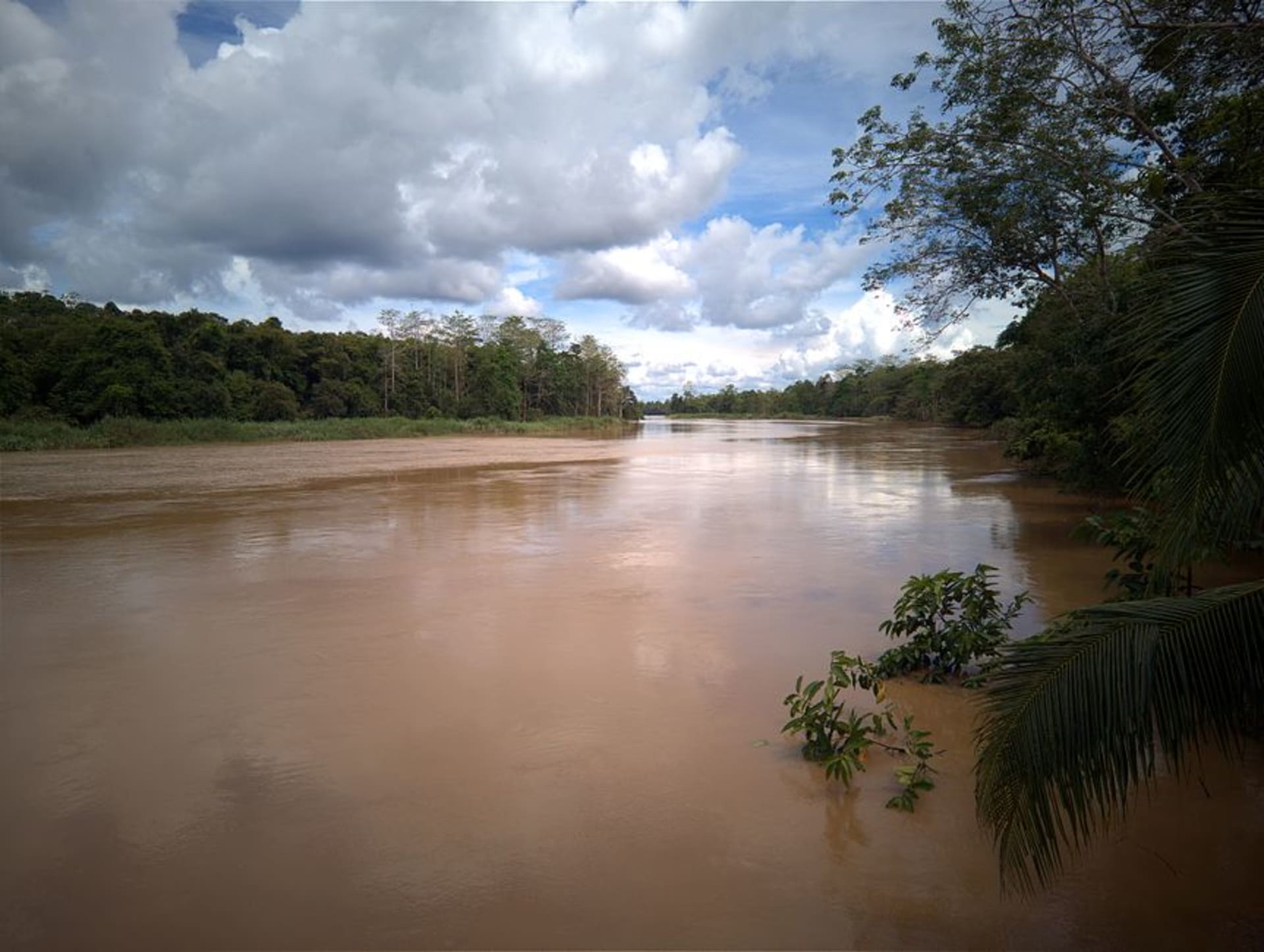 Dense lowland tropical rainforest canopy in Kutai National Park, East Kalimantan