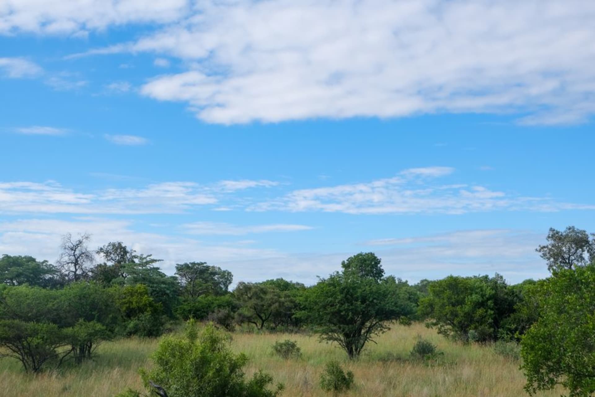 Open savanna grassland near Merauke in South Papua under a wide sky