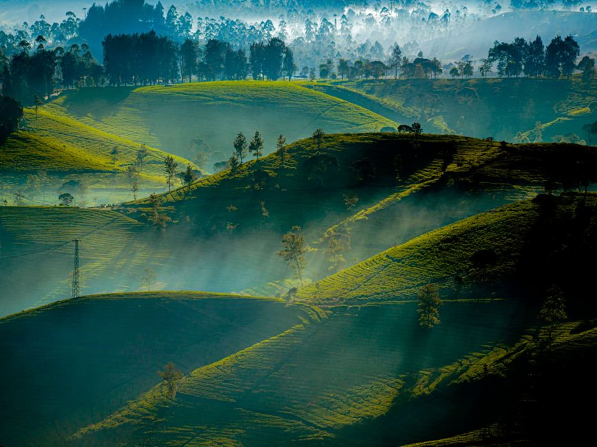 Misty coffee and clove plantations covering the hillsides around Munduk village