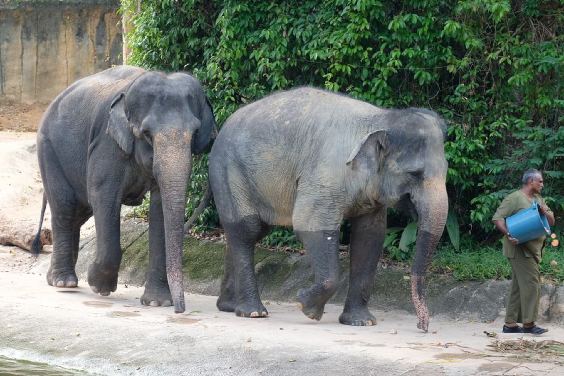 A Sumatran elephant walking through the misty lowland forest of Way Kambas National Park