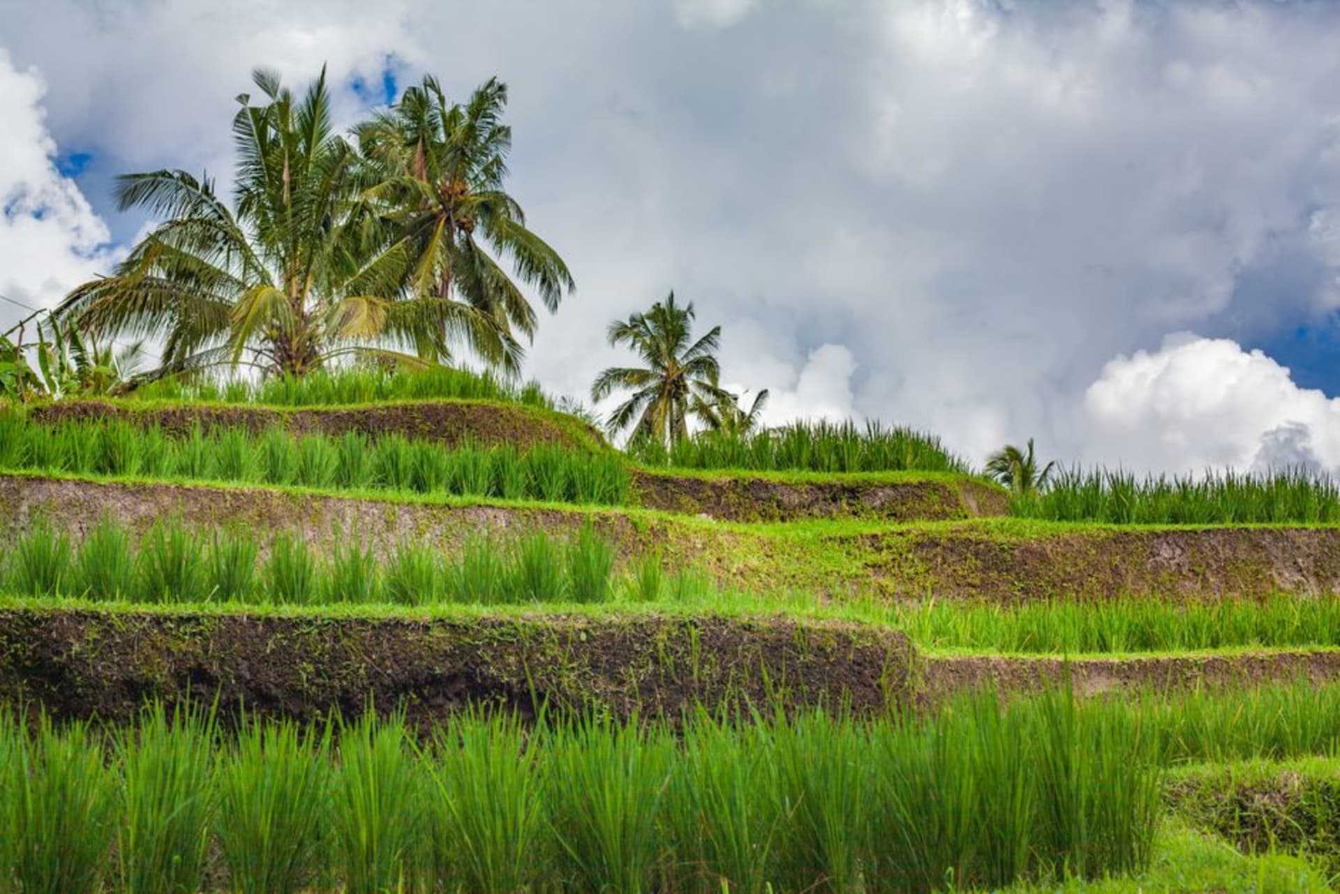 Jatiluwih rice terraces cascading down a volcanic hillside in Tabanan, Bali