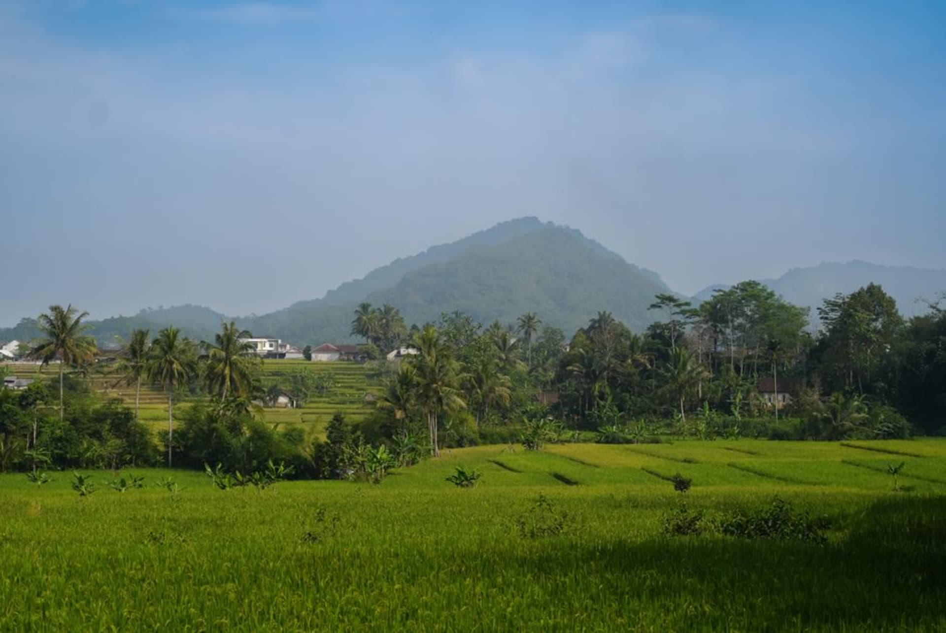 Ancient red-brick temple ruins surrounded by green rice fields in Trowulan