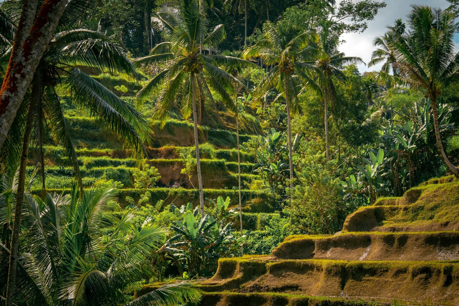 Sweeping green stepped rice terraces cascading down a valley at Tegallalang, with coconut palms rising between the paddies and morning mist clinging to the lowest tiers