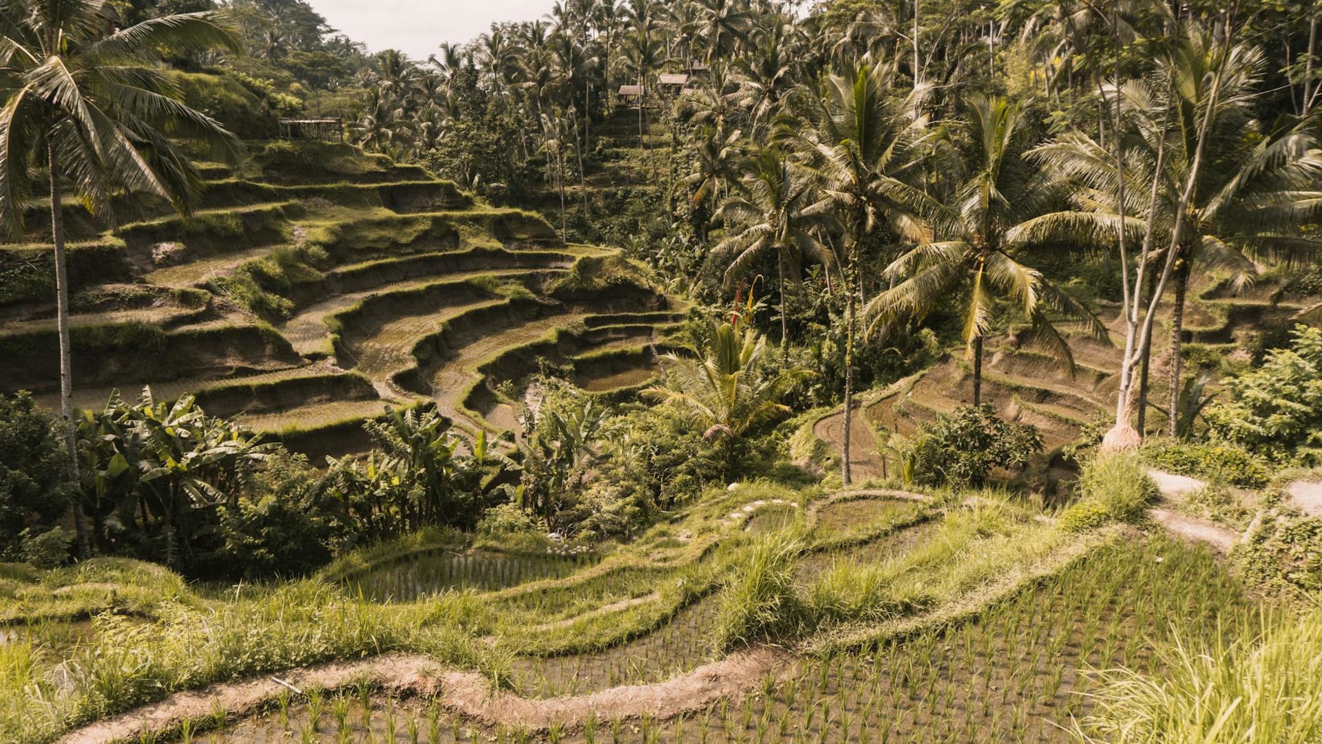 Lush terraced rice paddies in Ubud surrounded by tropical palms