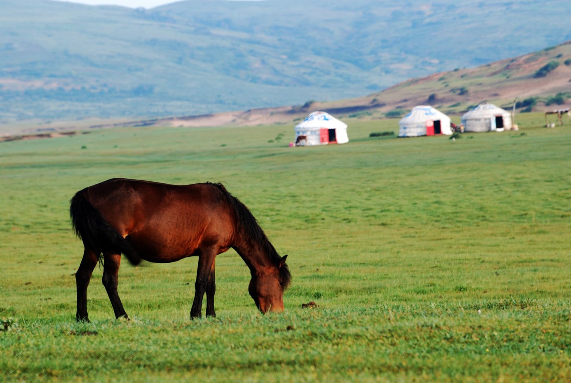 A horse grazing in lush Mongolian steppe grassland with traditional white yurts and clear blue sky in Inner Mongolia